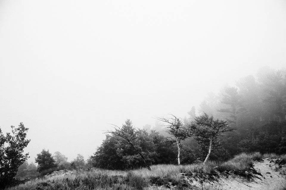 Black and white landscape photo of trees and grass on a foggy day.