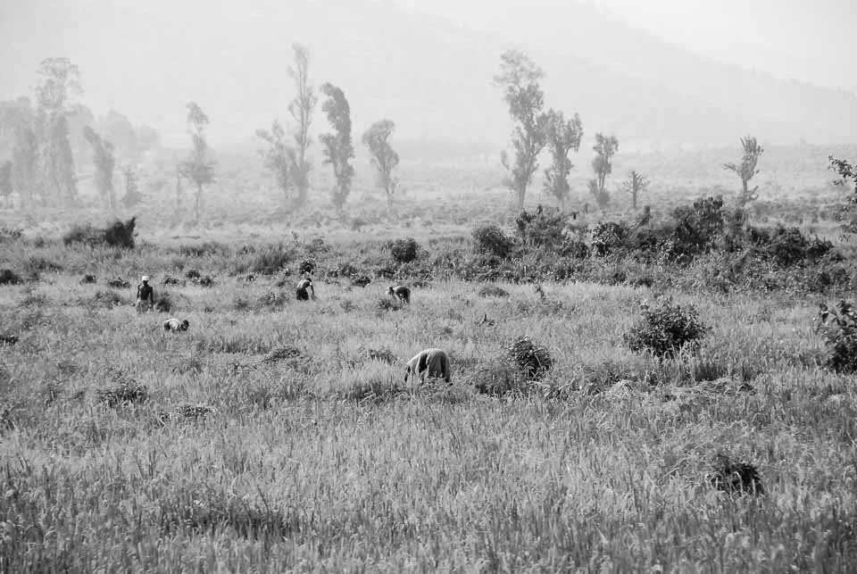 A black and white photo of a vast open field with scattered trees in the background. Several people are working in the field, bent over and tending to the land.