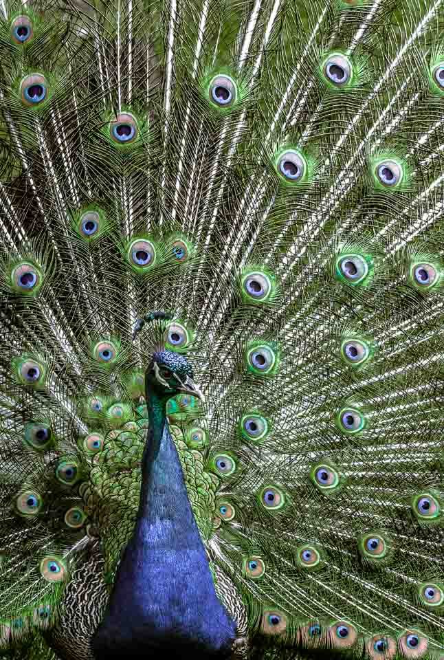 A peacock with its tail feathers fanned out displaying colorful eye patterns.