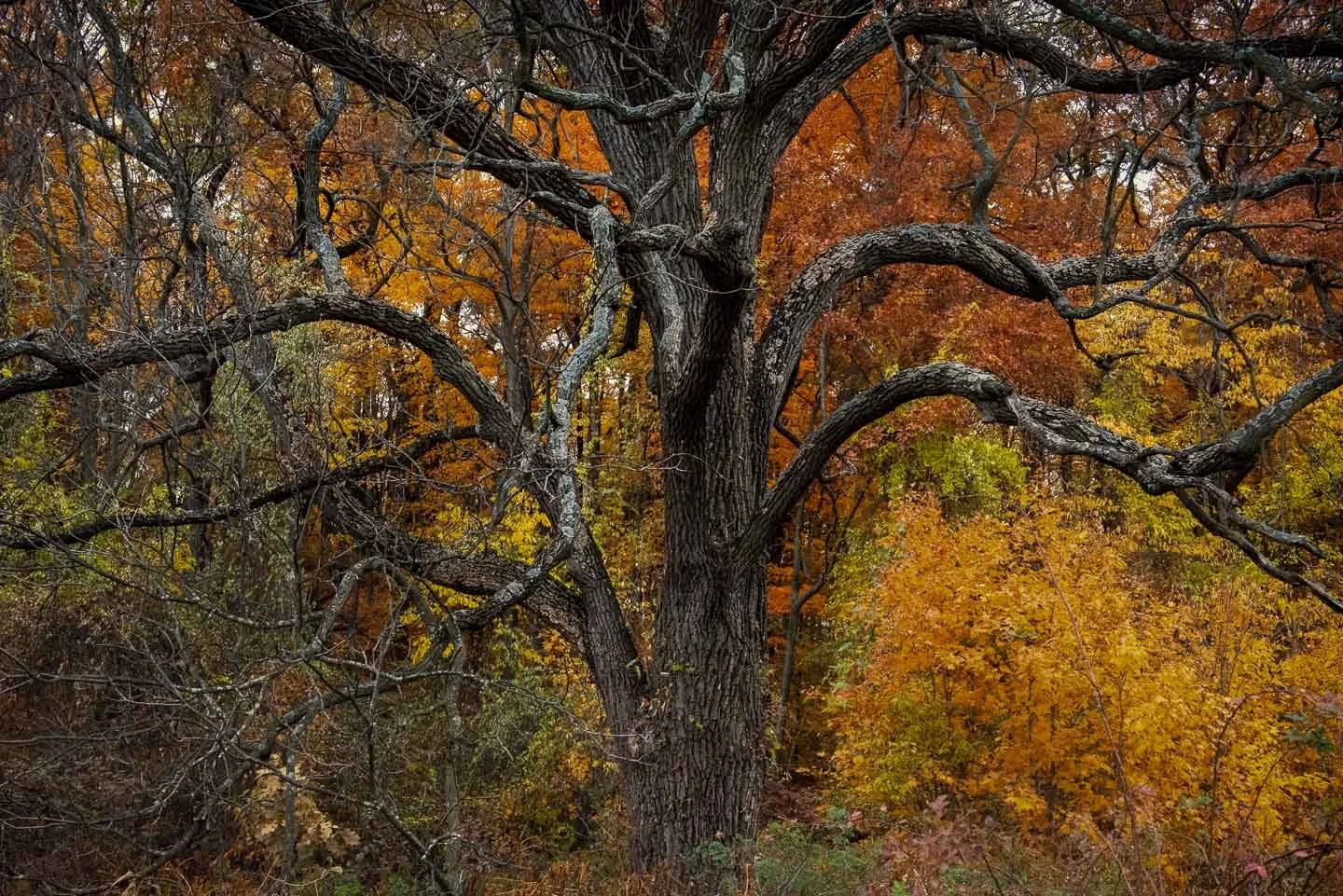 An autumn scene featuring a large tree with dark, textured bark and sprawling branches, surrounded by colorful fall foliage in shades of orange, yellow, and green.