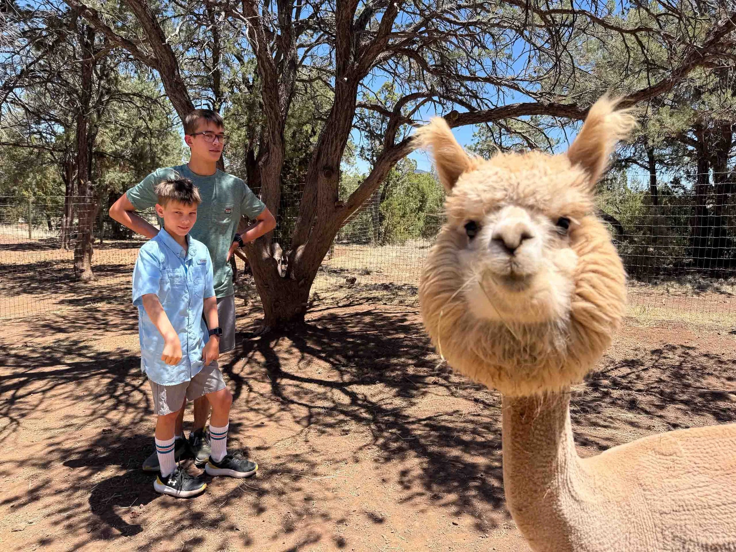 Two boys and a lama in an outdoor zoo setting, with trees and a wire fence in the background.