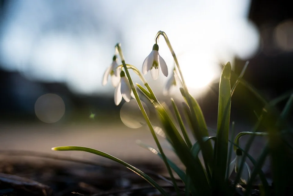 Close-up of snowdrop flowers blooming in sunlight, with blurred background.