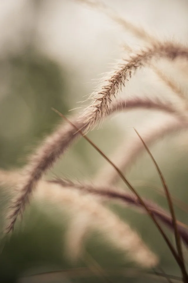 Close-up of fuzzy grass stalks with a soft green and beige background.