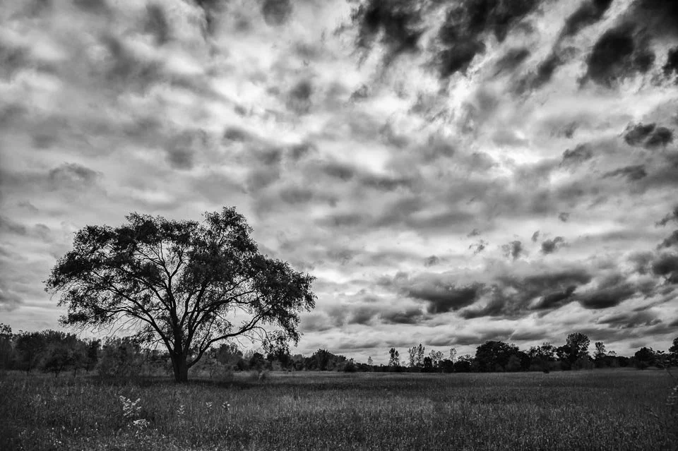 A black and white landscape with a single large tree in a field and a cloudy sky overhead.