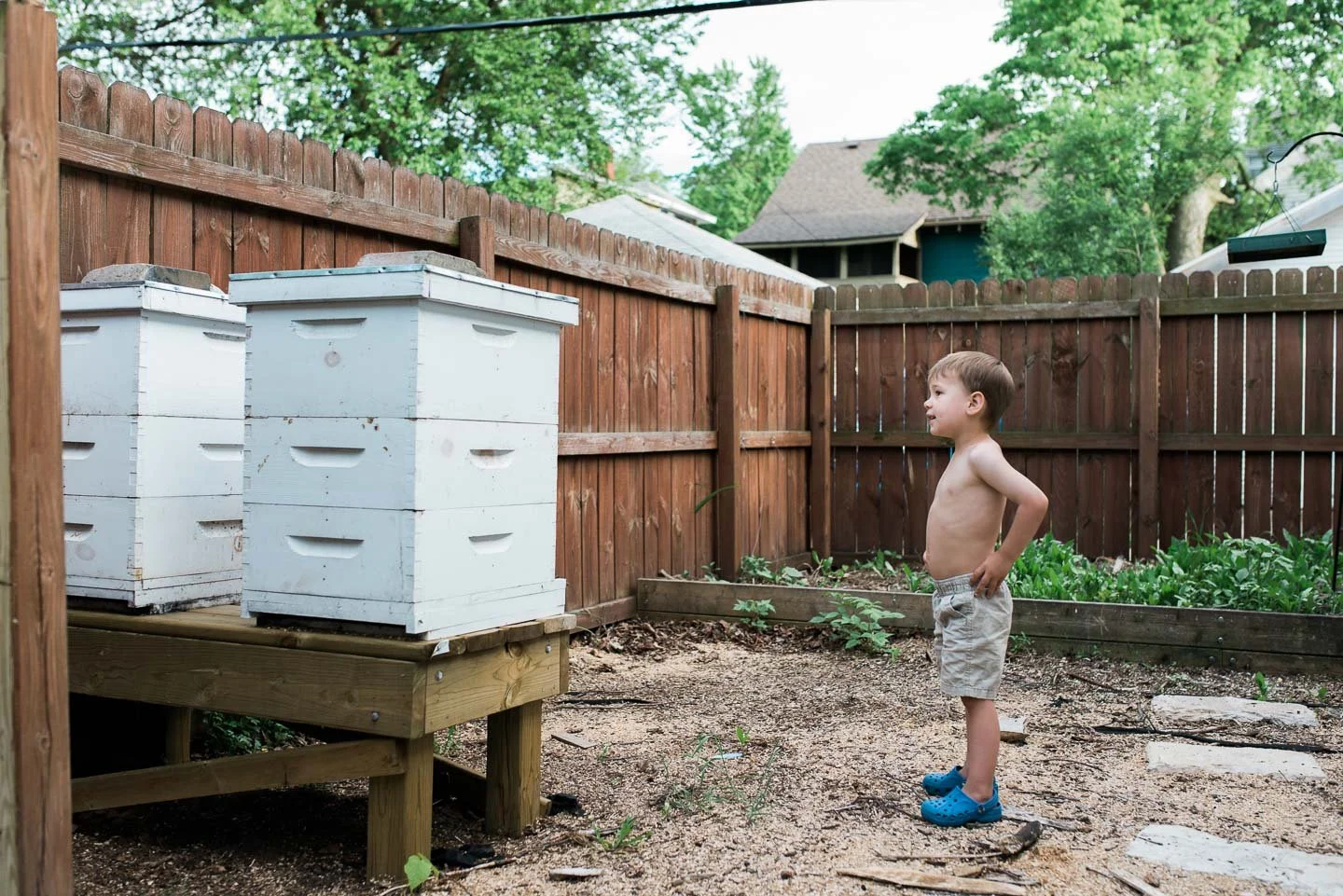 A young boy standing shirtless with hands on hips in a backyard, looking at bee hives on a wooden stand, with a wooden fence, green trees, and houses in the background.