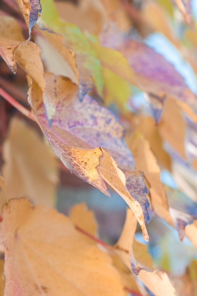 Close-up of colorful autumn leaves in shades of orange, yellow, purple, and brown with a blurred background.