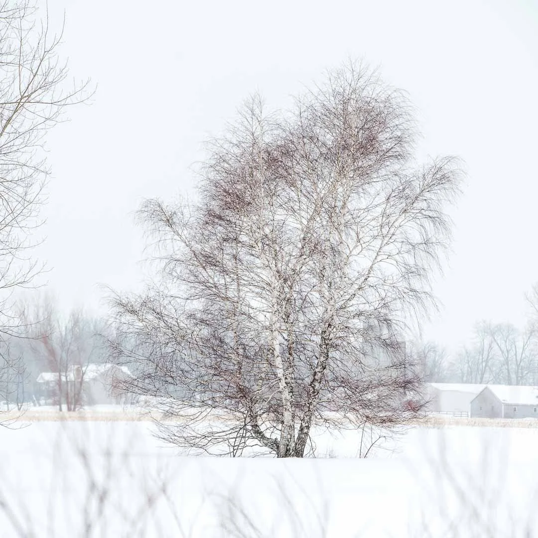 A leafless tree standing in a snow-covered field, with a ghostly village in the background.