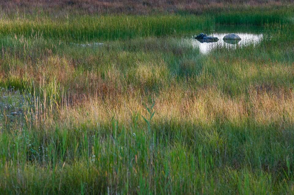 A grassy wetland with tall green and yellow grasses, small water pools, and some rocks.
