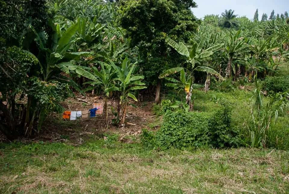 A lush green garden with banana trees and dense foliage, with colorful laundry hanging on a line.