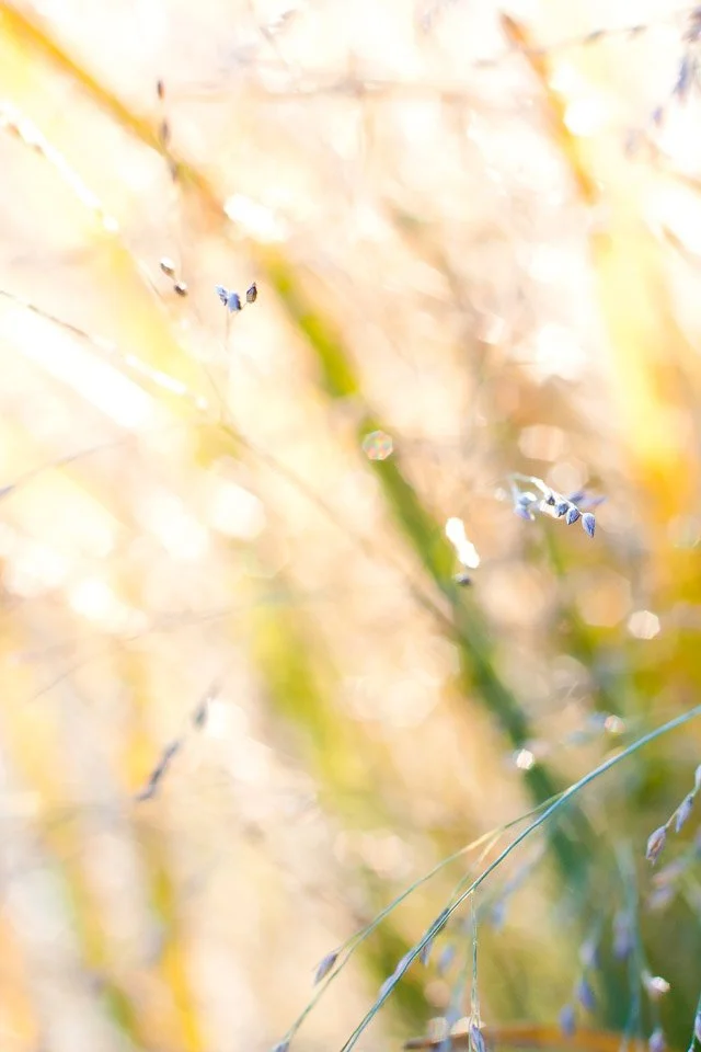 Close-up of grass or plant stems with small seed heads or flowers, with a soft, bright, and warm background.