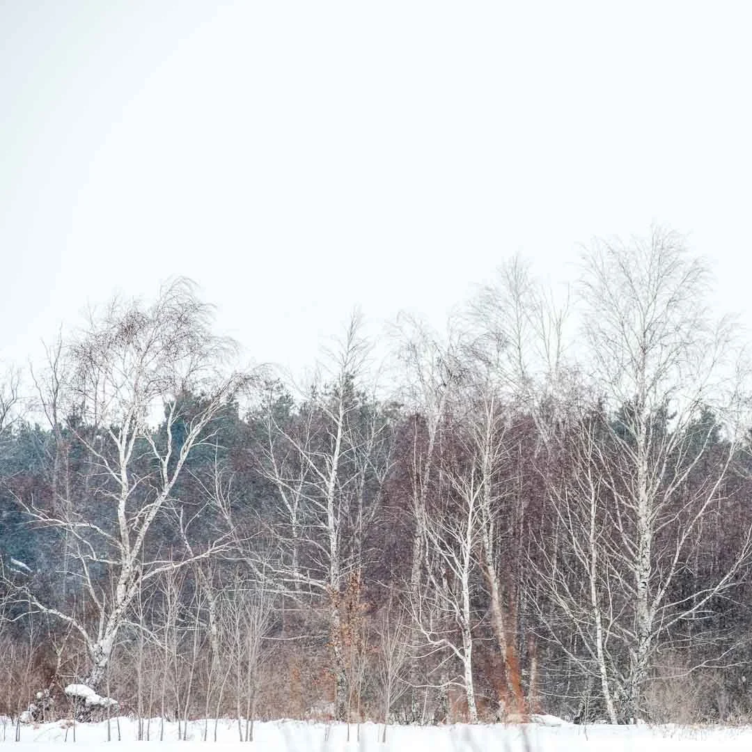 Winter landscape with snow-covered ground and leafless trees against a pale sky.