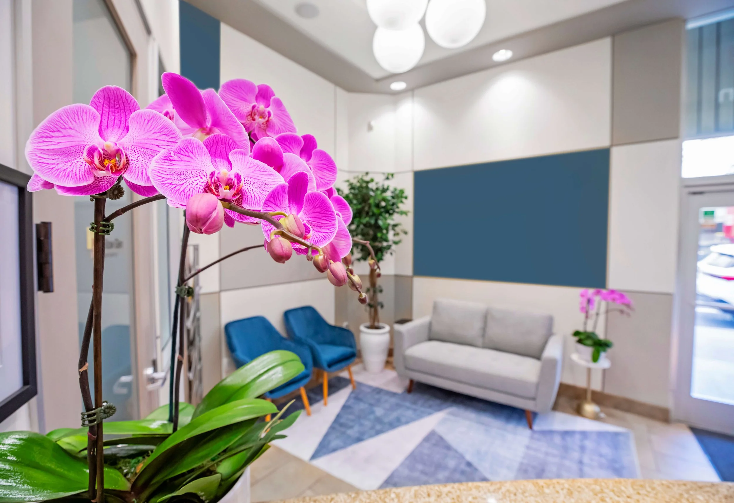 Pink orchid plant with multiple blossoms in the foreground of a modern, comfortable, indoor dental reception waiting  area with blue chairs, a light-colored sofa, and potted plants.