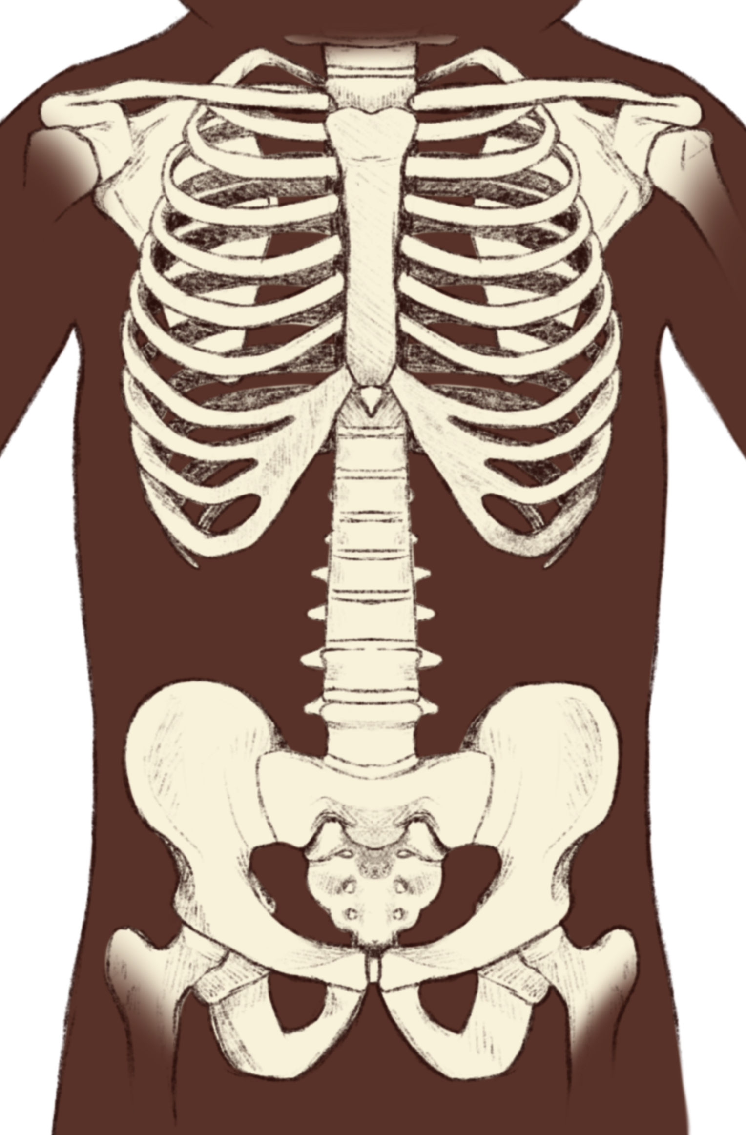6C.1_Neonatal_Skeletal_Structure.png