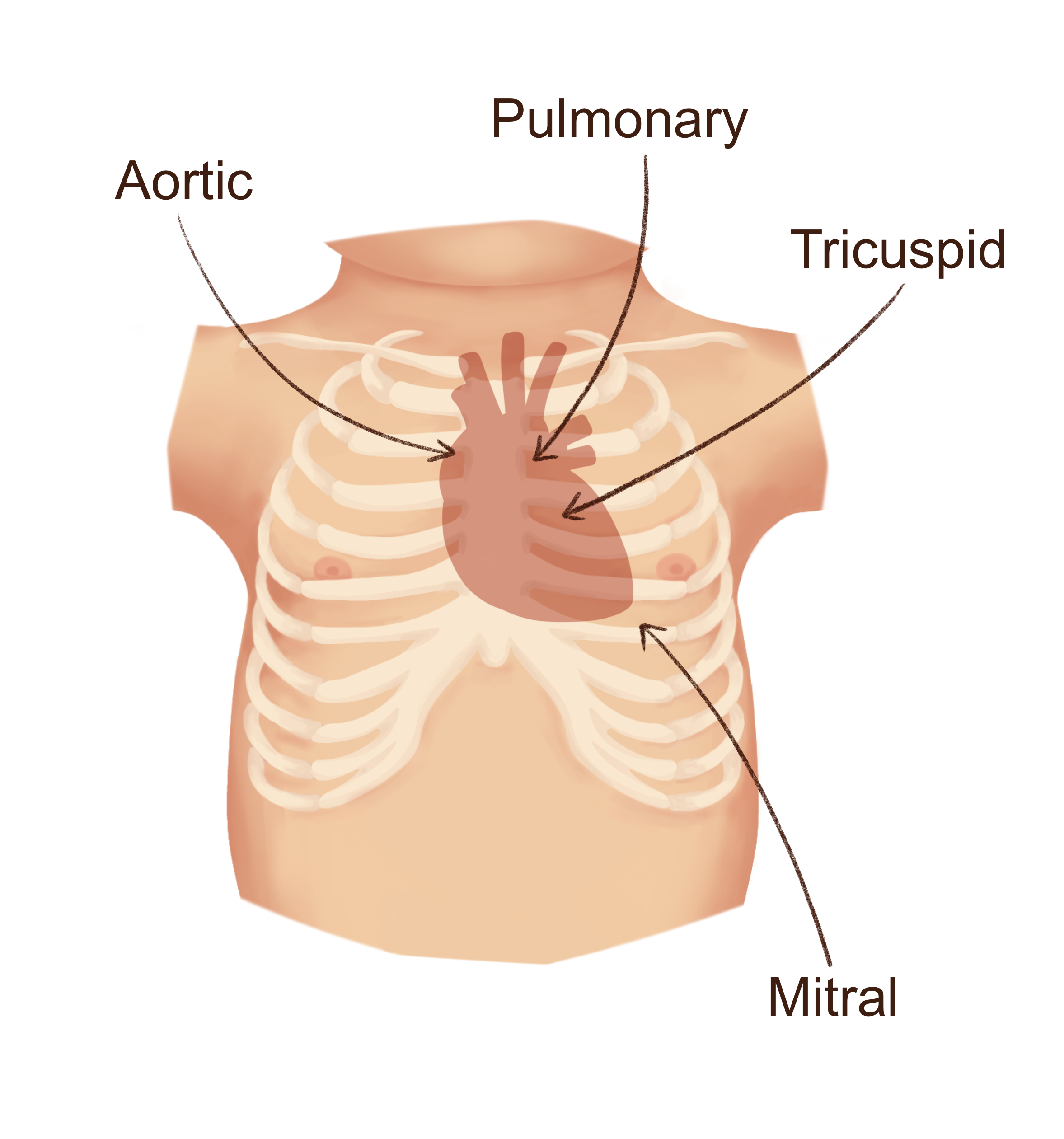 6B.2_Neonatal_Heart_Position_.png