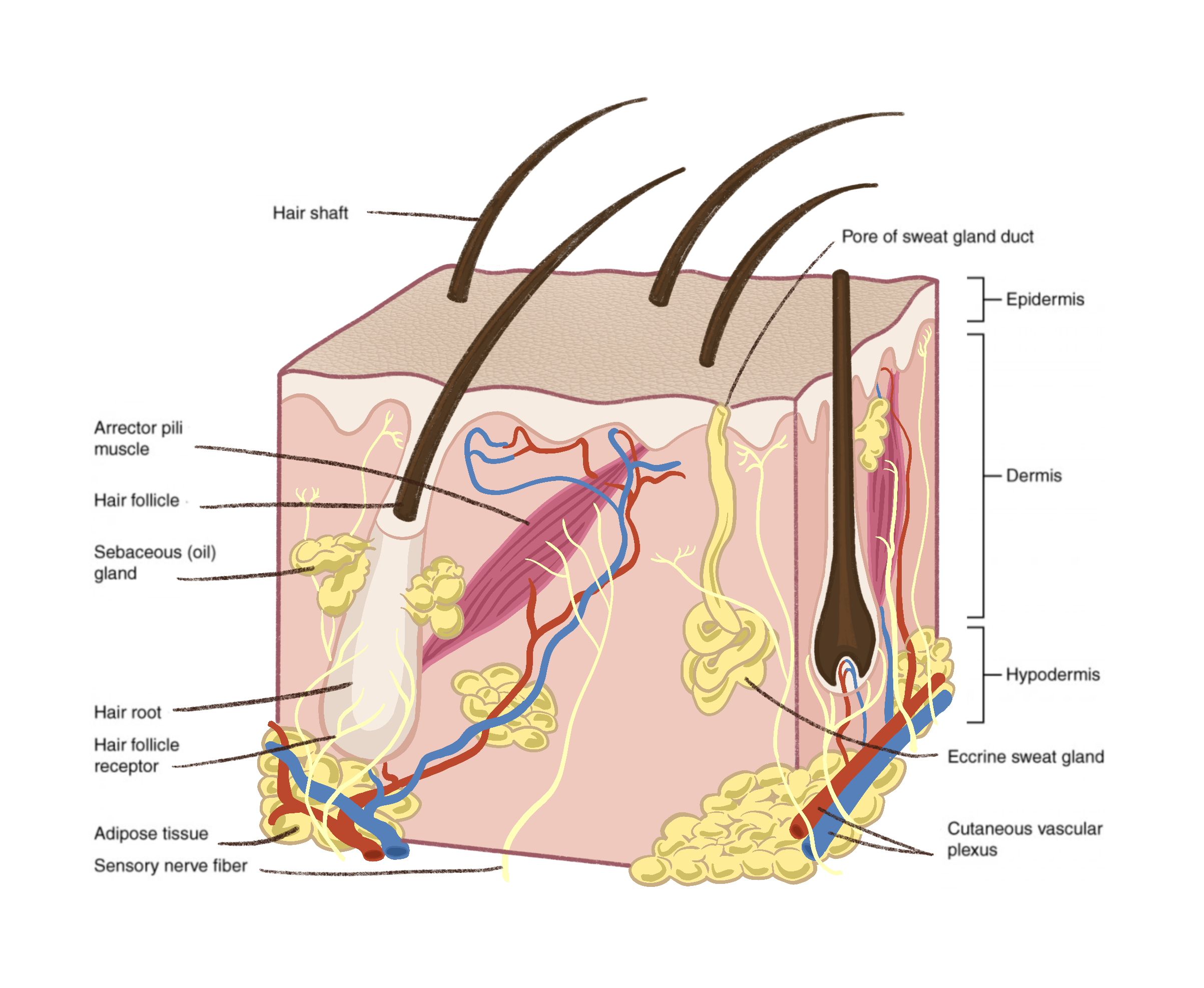 6F.1_Skin_Structure.png