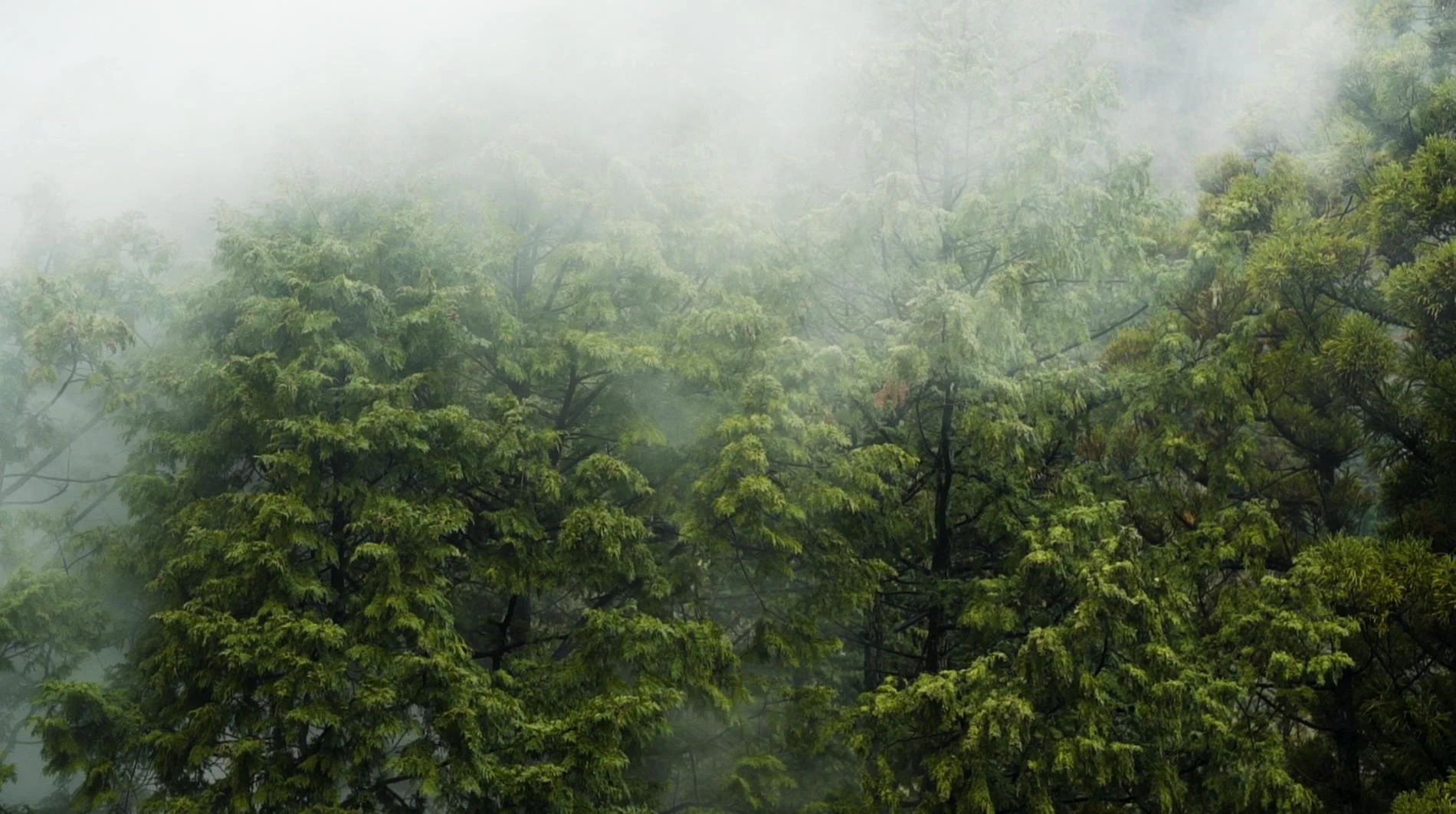 Screenshot 2026-01-27 at 12.57.59 PM.jpg