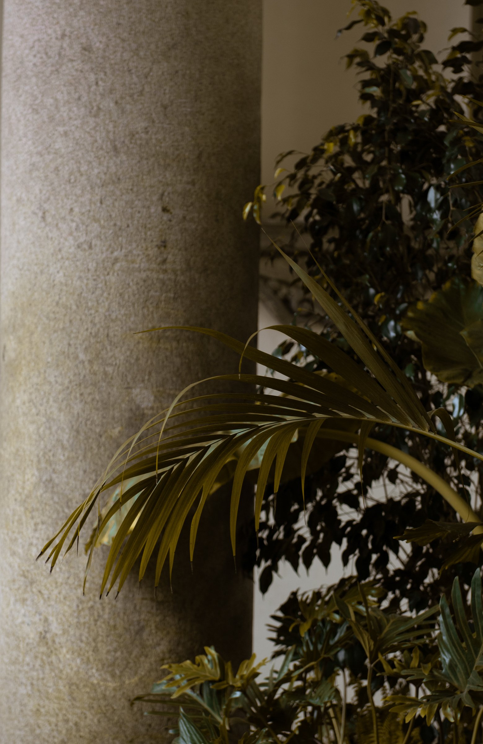 Close-up of various indoor houseplants next to a textured wall.