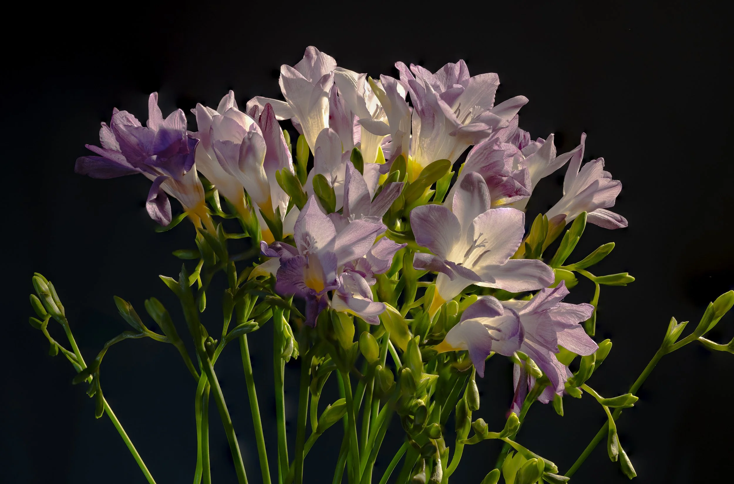 Glowing Freesia 