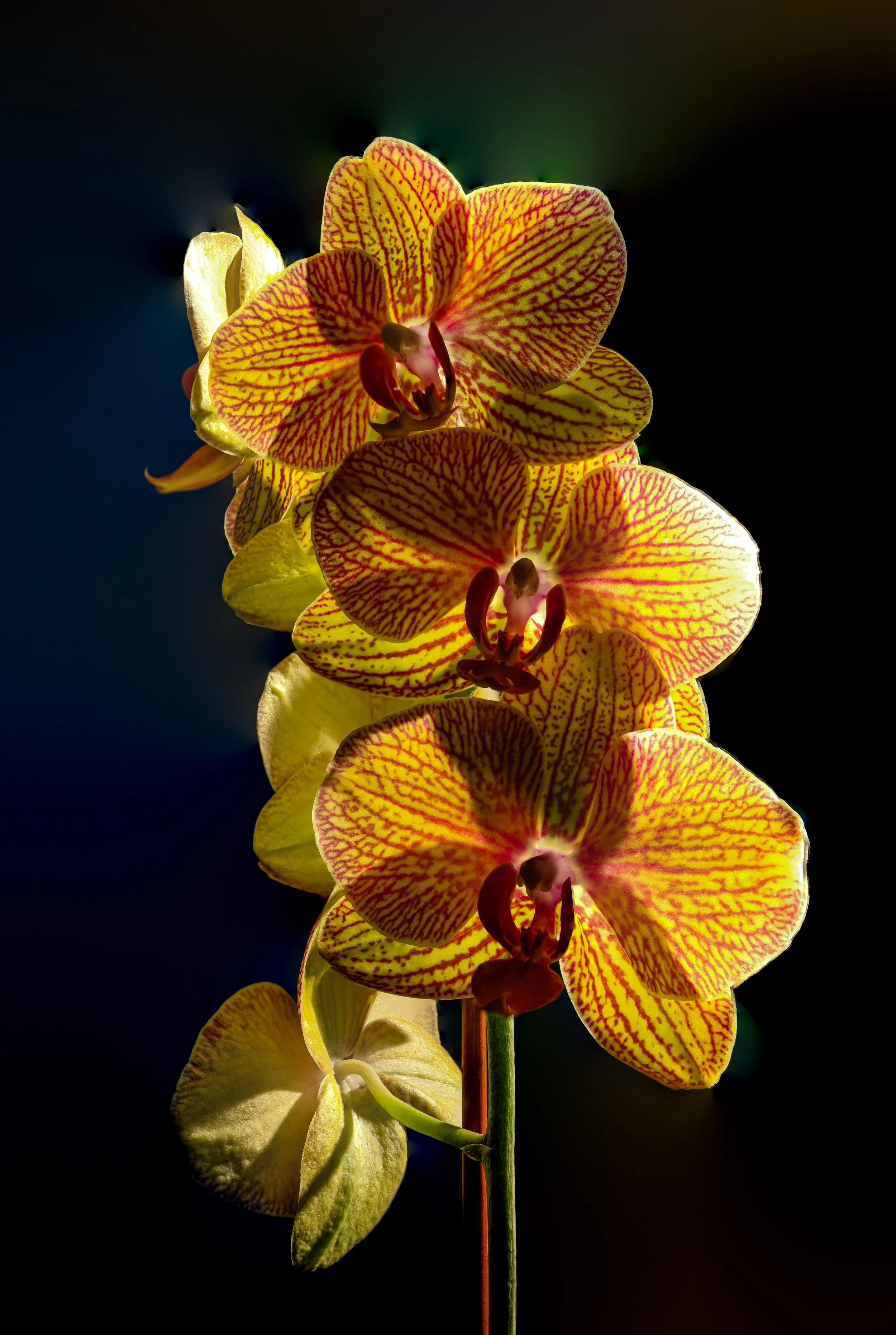 Yellow Orchid Energy