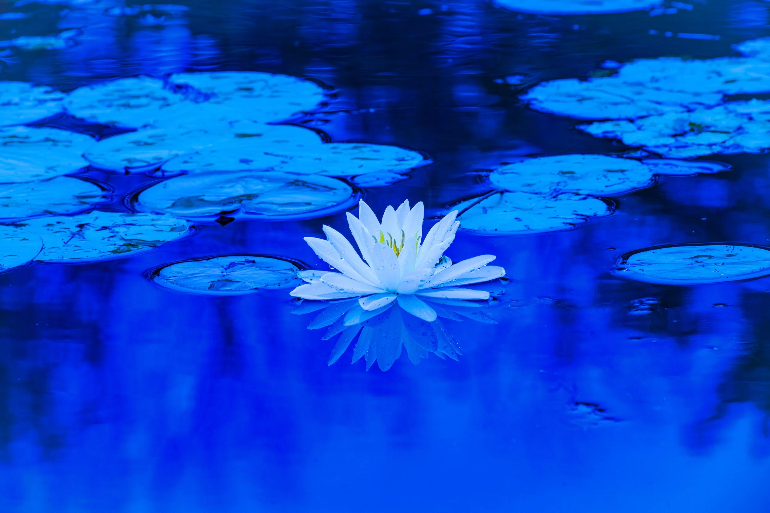 Silence in Blue and White