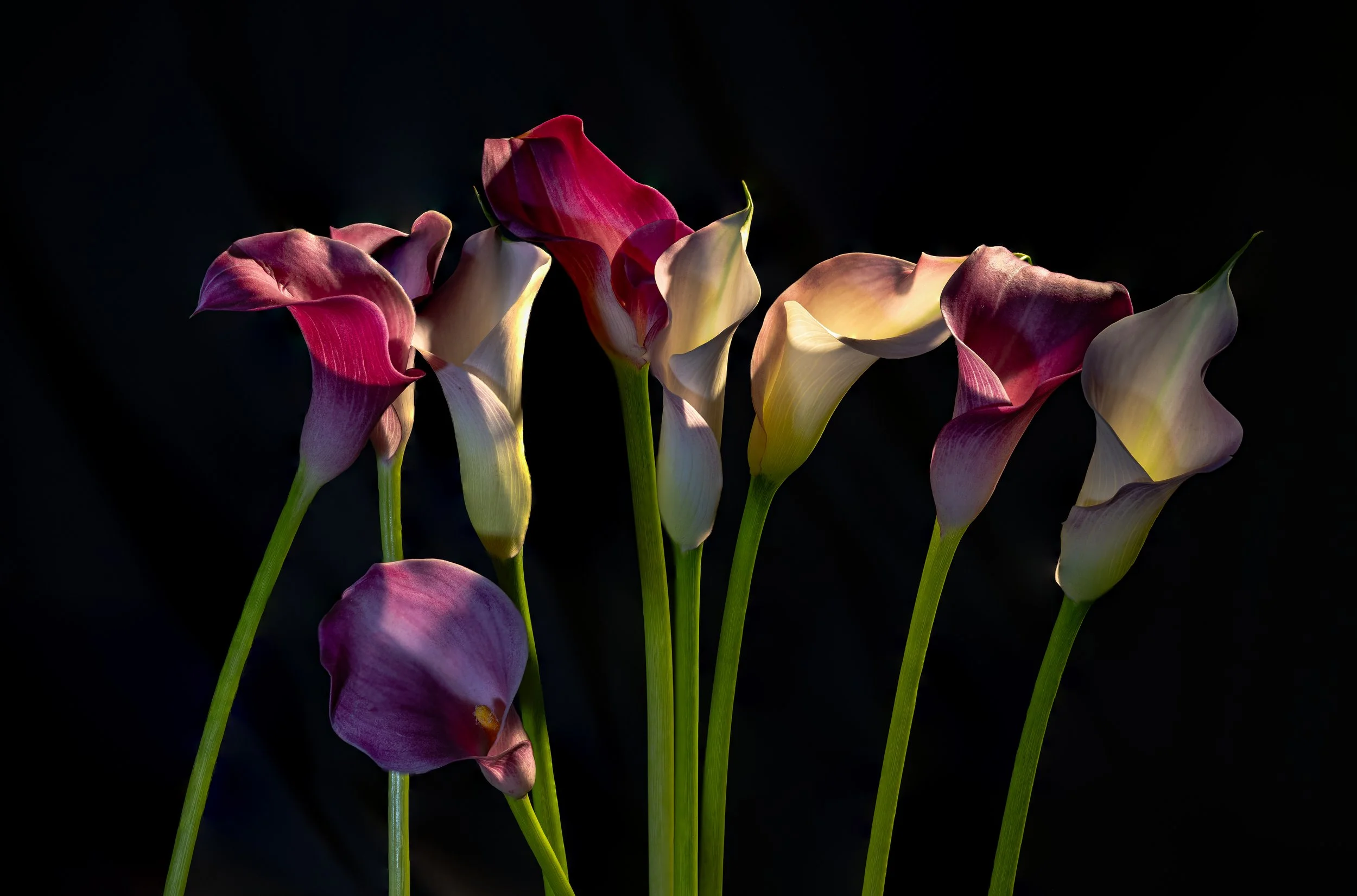 Eight Calla Lilies Dancing