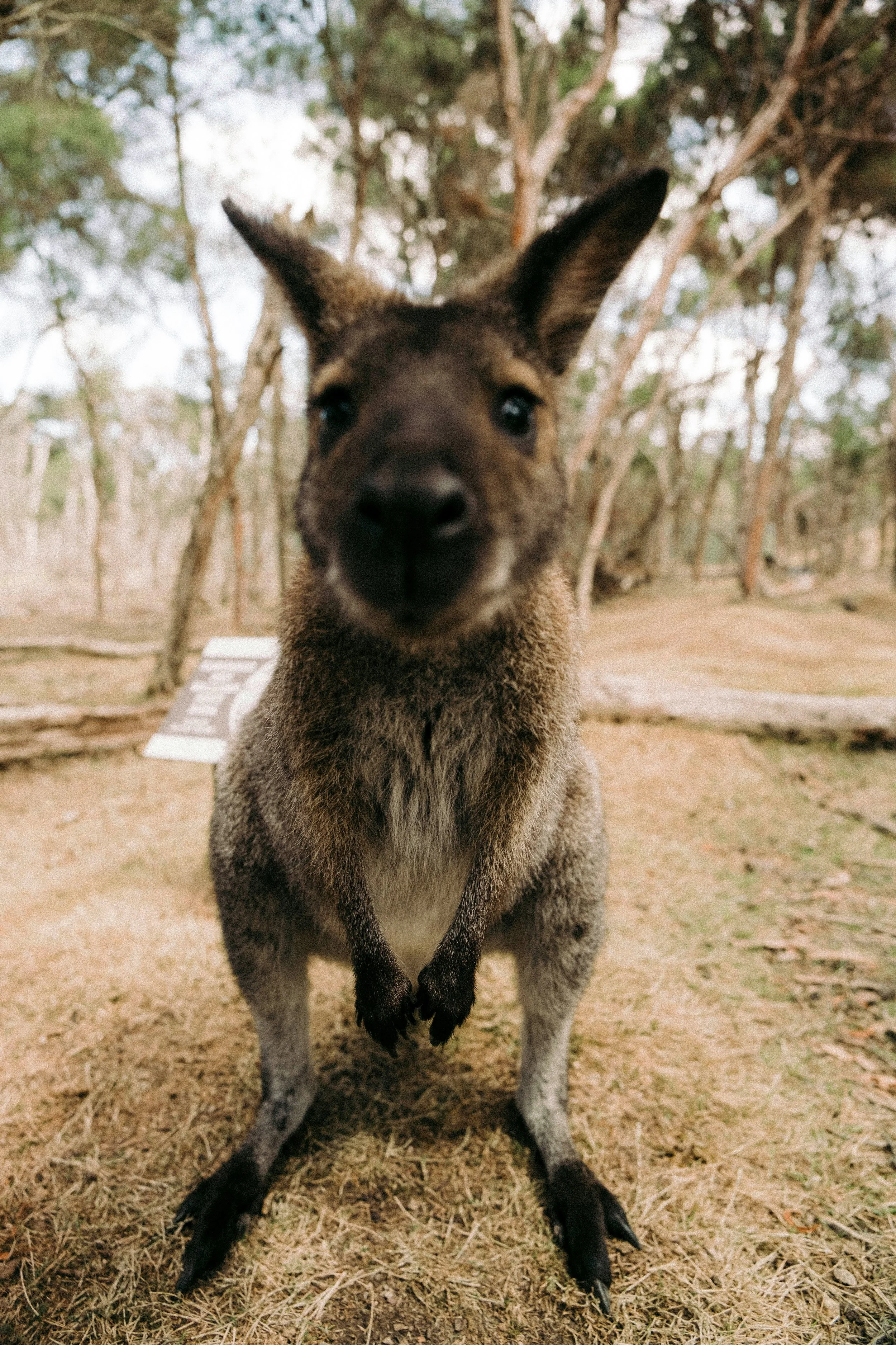 Close-up of a kangaroo standing on ground in a wooded area.