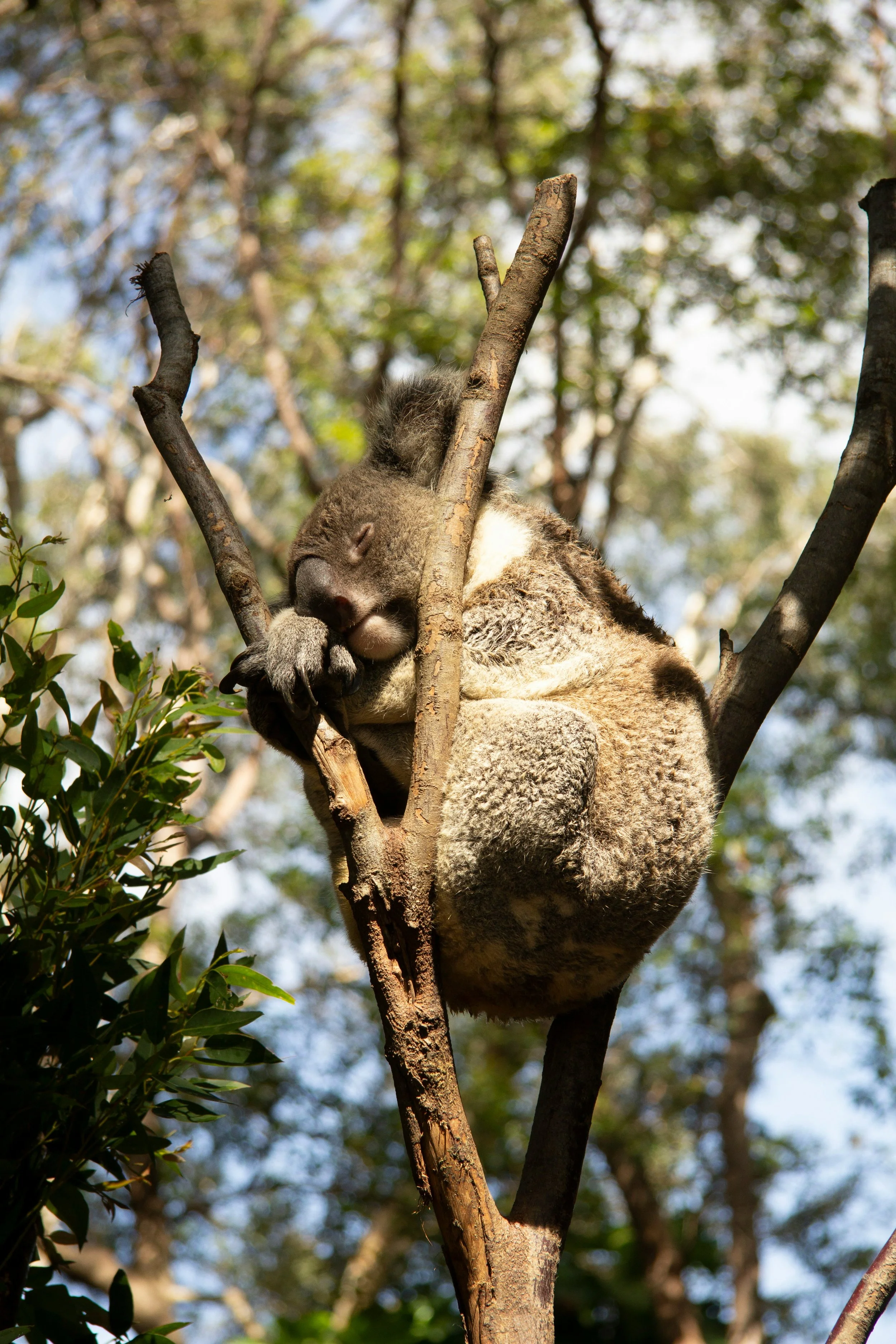 A koala sleeping on a tree branch with its arms wrapped around the trunk.