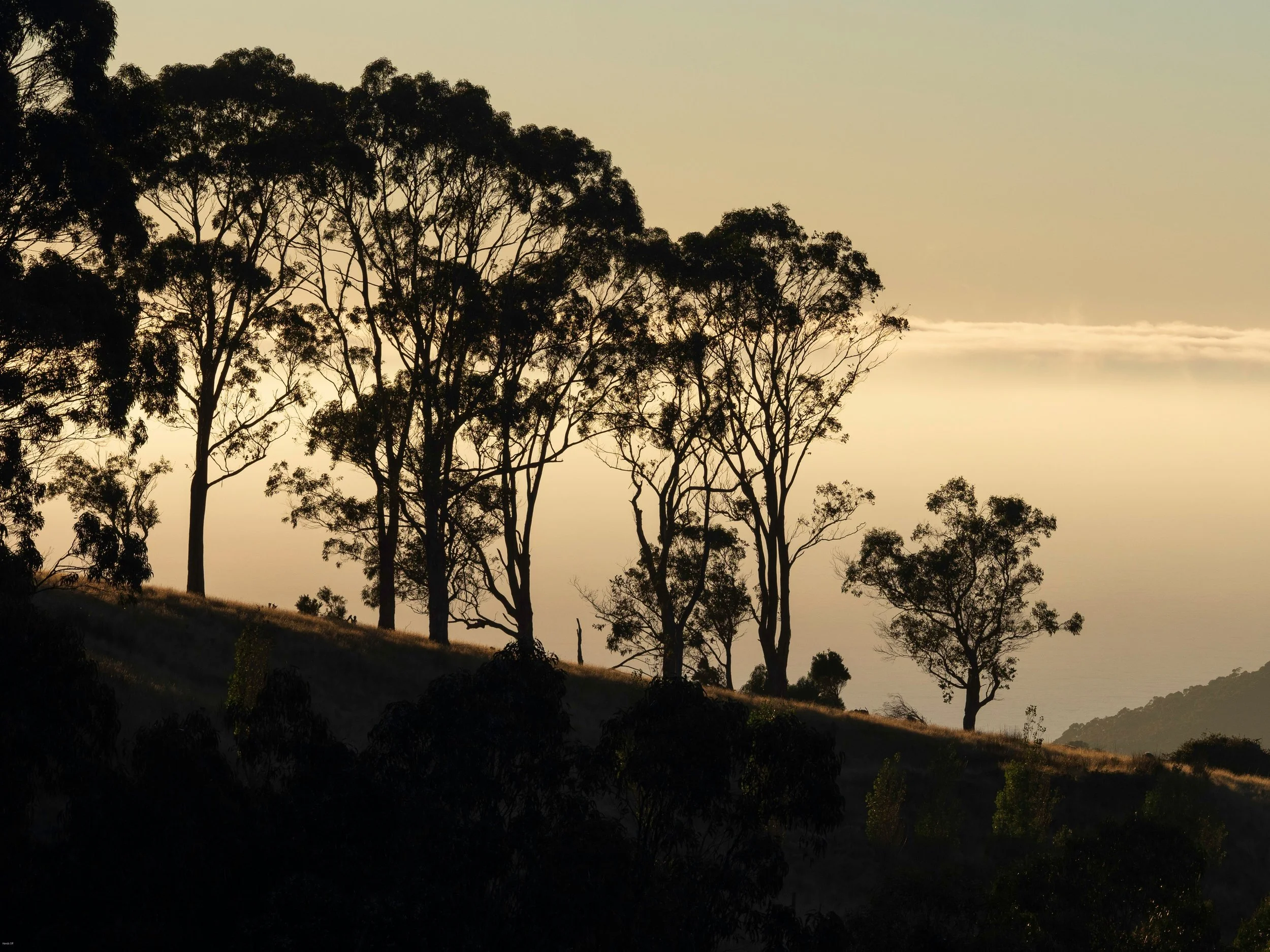 Silhouetted trees on a hill with a light sky in the background during sunset or sunrise.