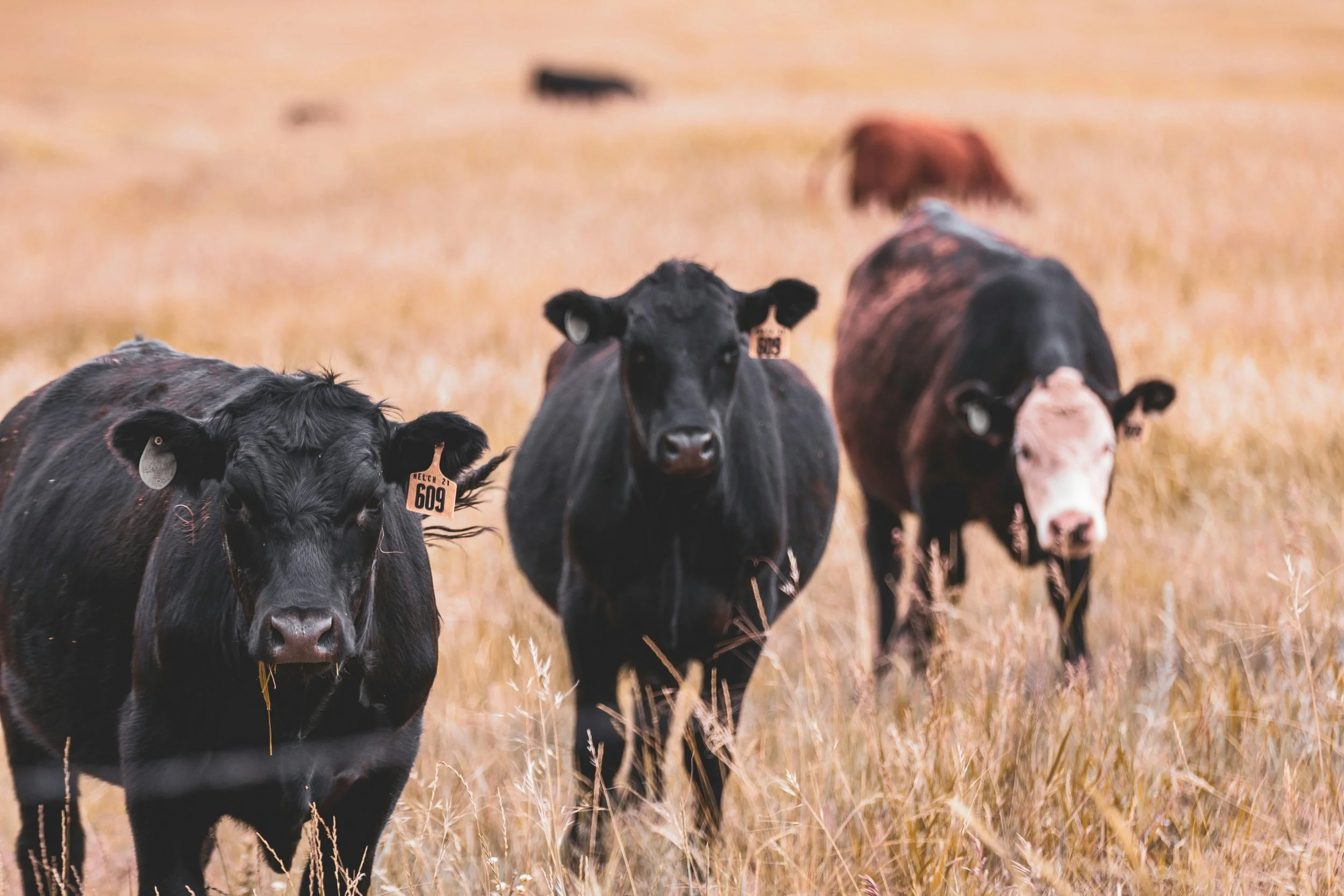 Three cows standing in a field of tall dry grass, with one cow closer to the camera and two others in the background.