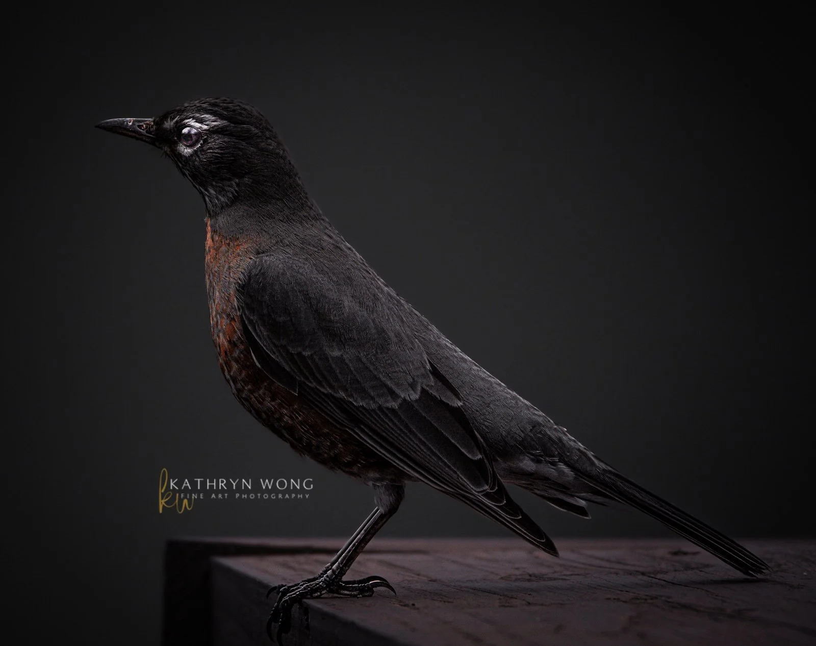 American Robin Portrait