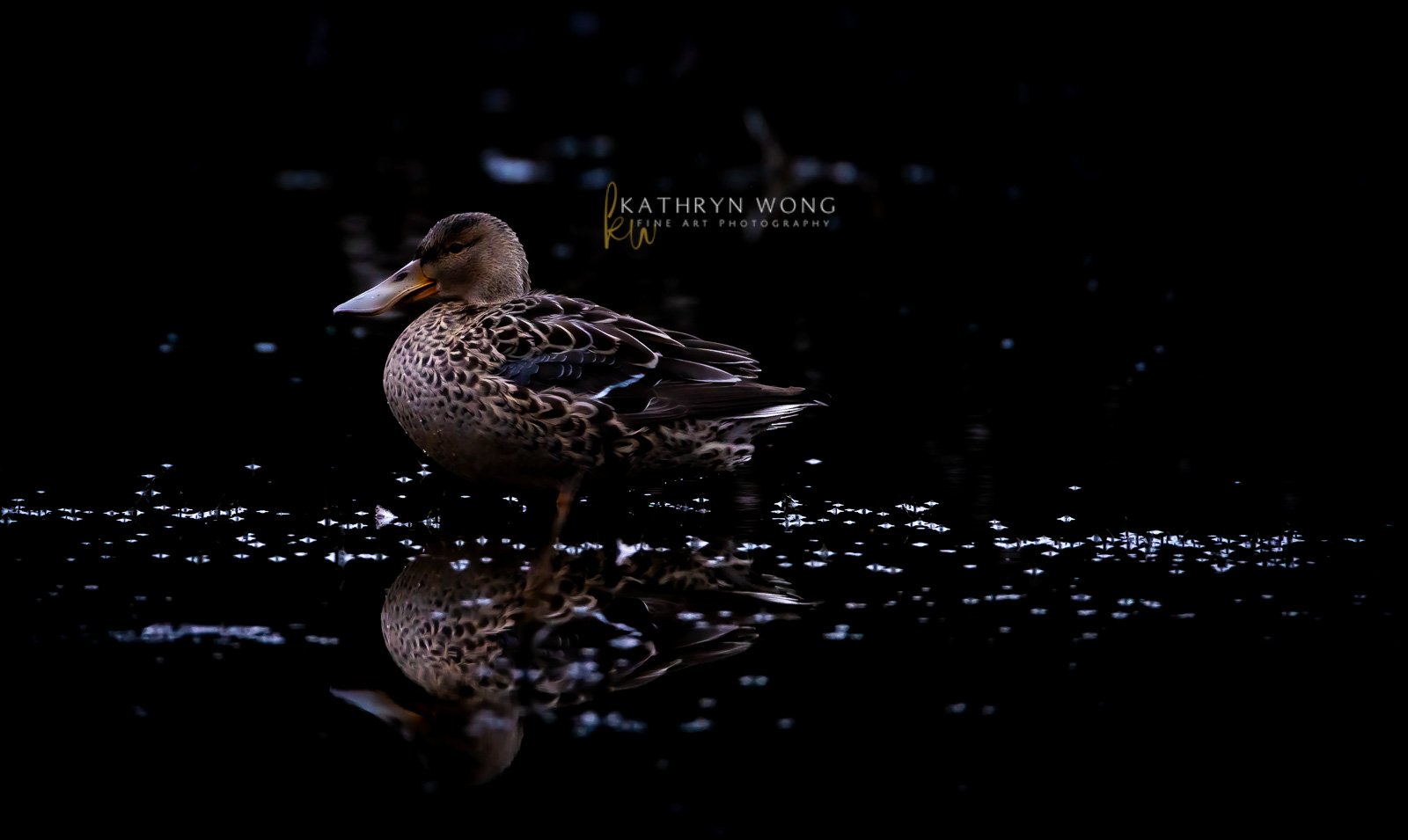 Female Northern Shoveler Portrait