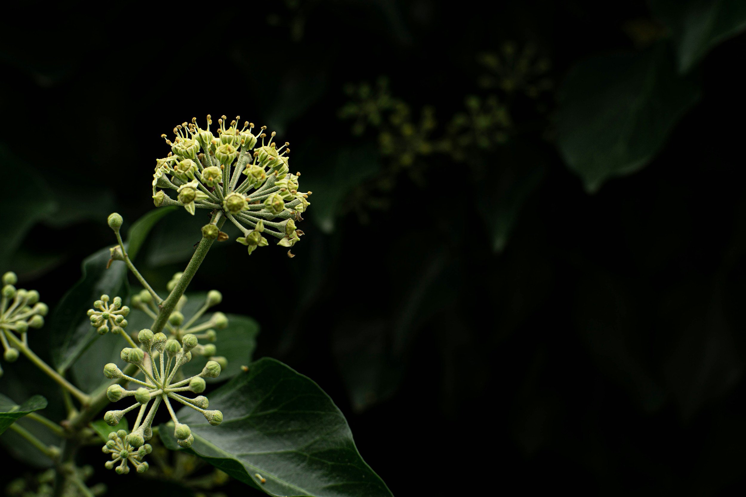 picture of green leaves