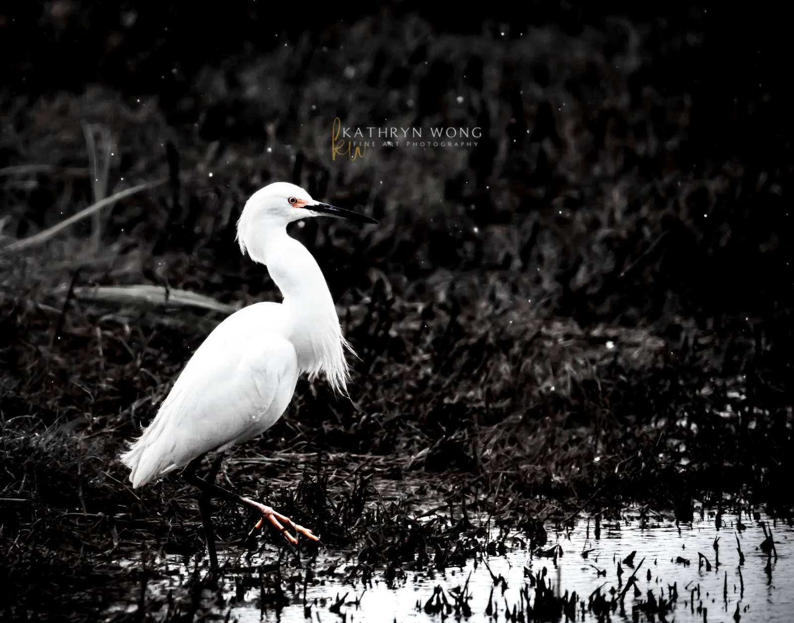 Snowy Egret Portrait