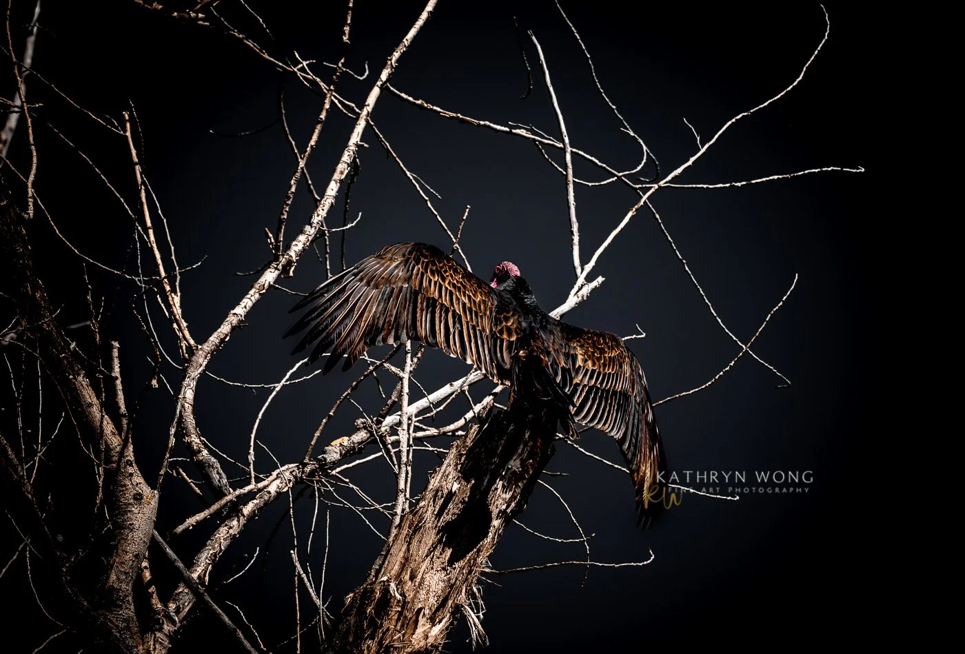 turkey vulture spreading wing on branch