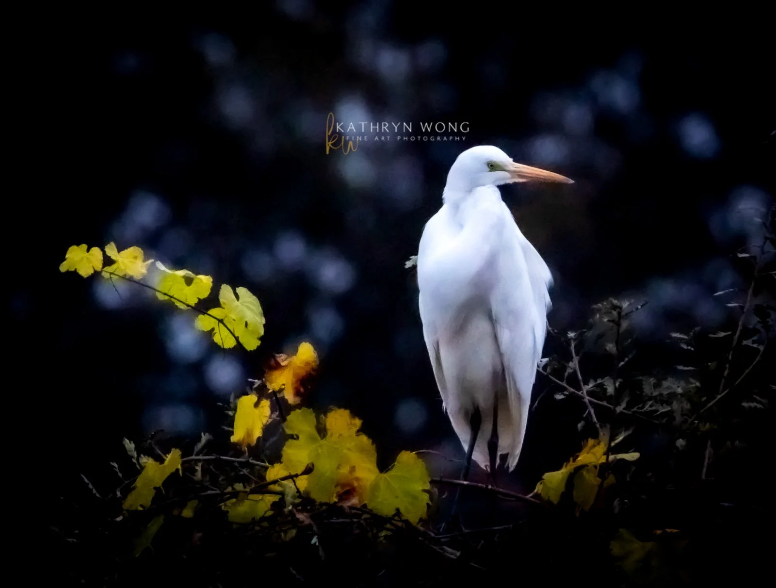 Portrait of an Egret in Foliage