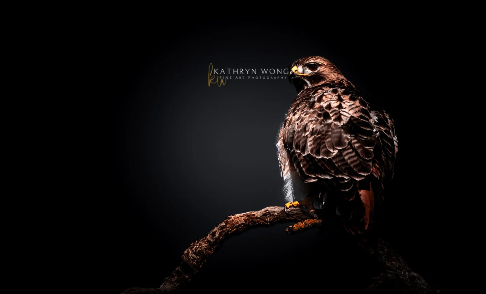 Red-tailed Hawk Portrait
