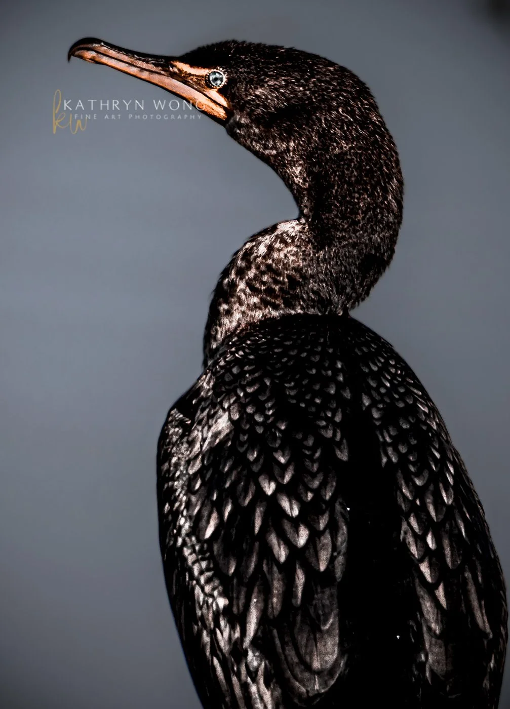 Close-up of a cormorant bird with dark feathers and a sharp beak, set against a gray background.