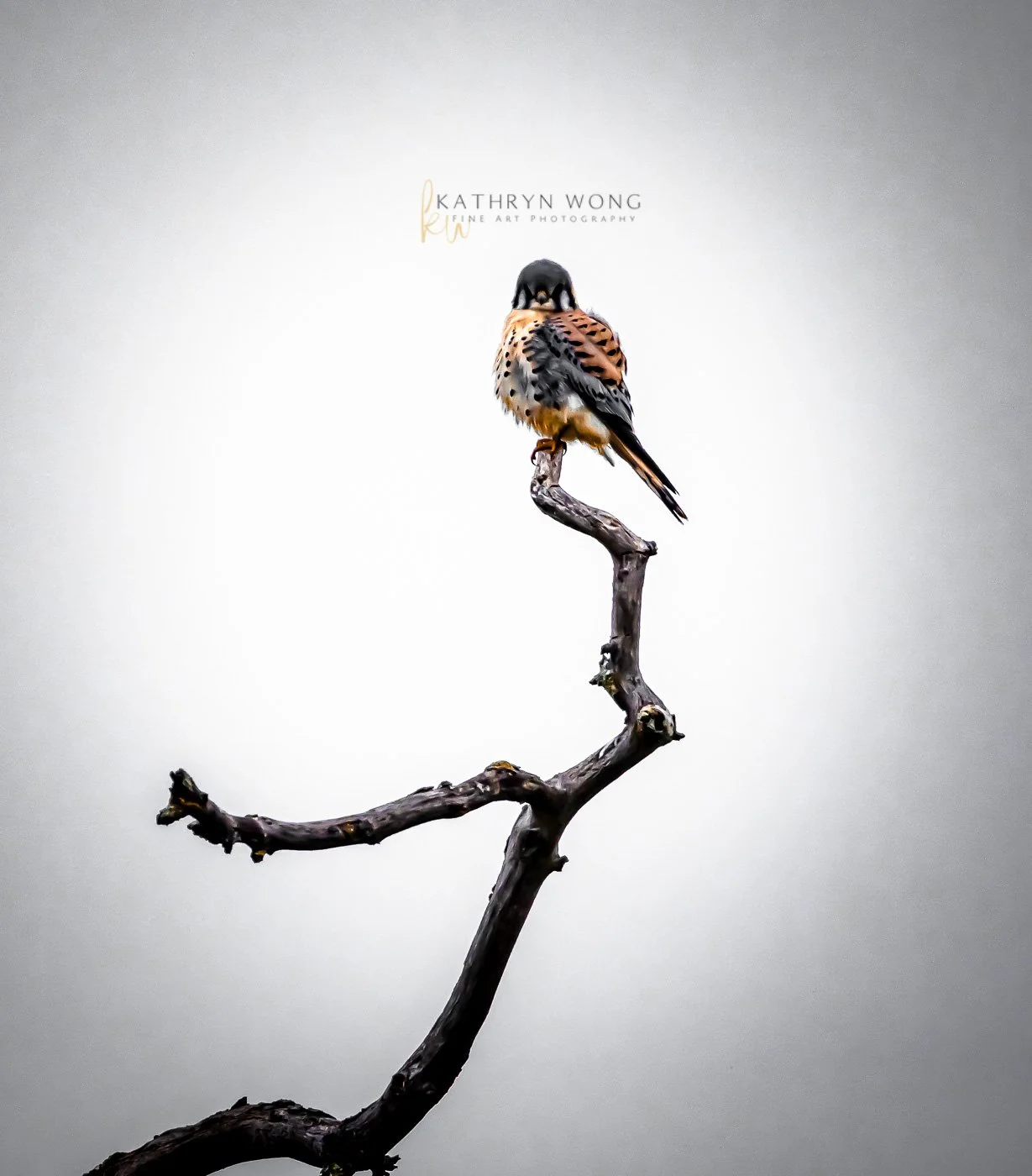 An American Kestrel with black, orange, and white plumage perched on a twisted, leafless branch against a plain white background.