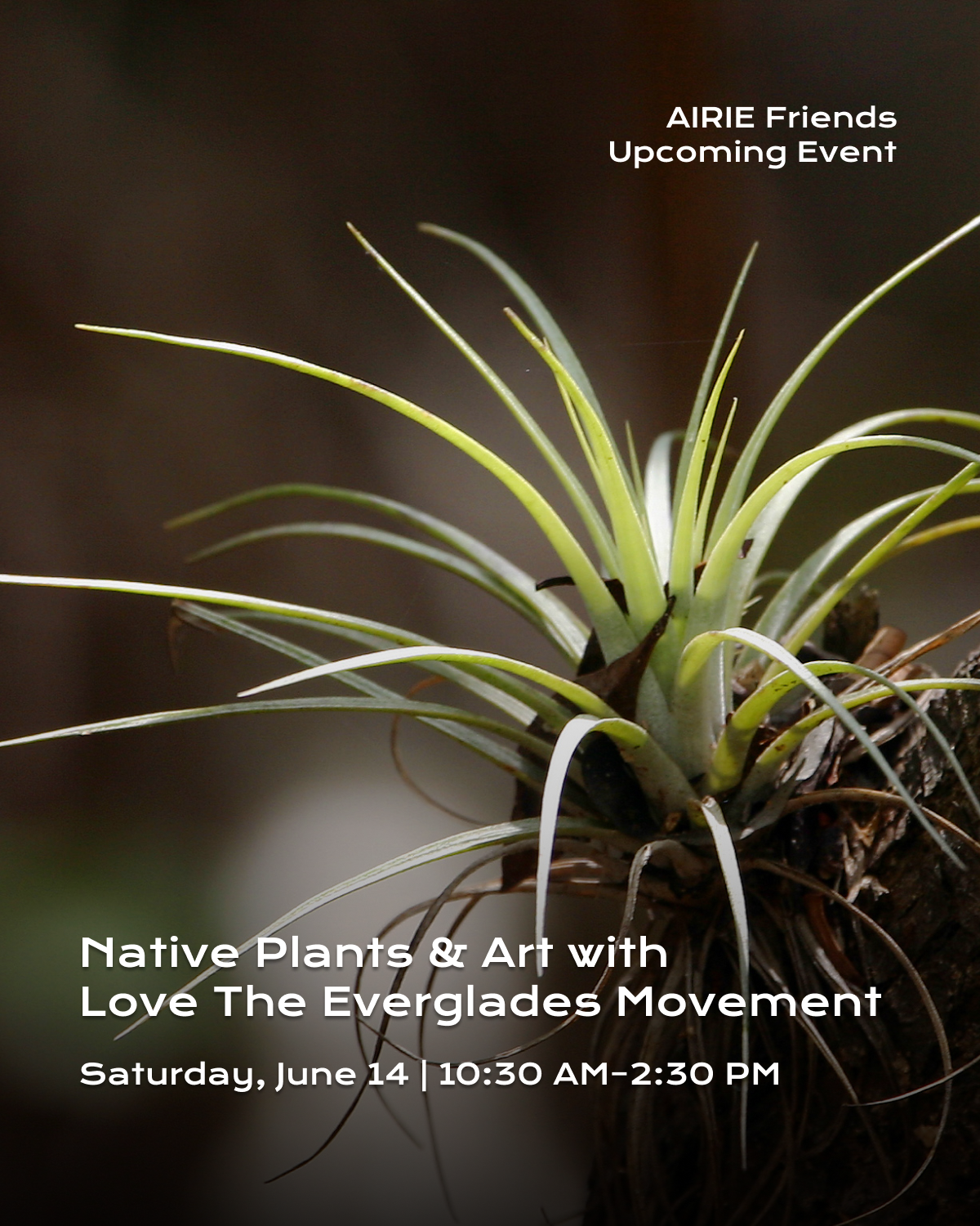 Love The Everglades Movement Presents: Native Plants & Art at The Underline