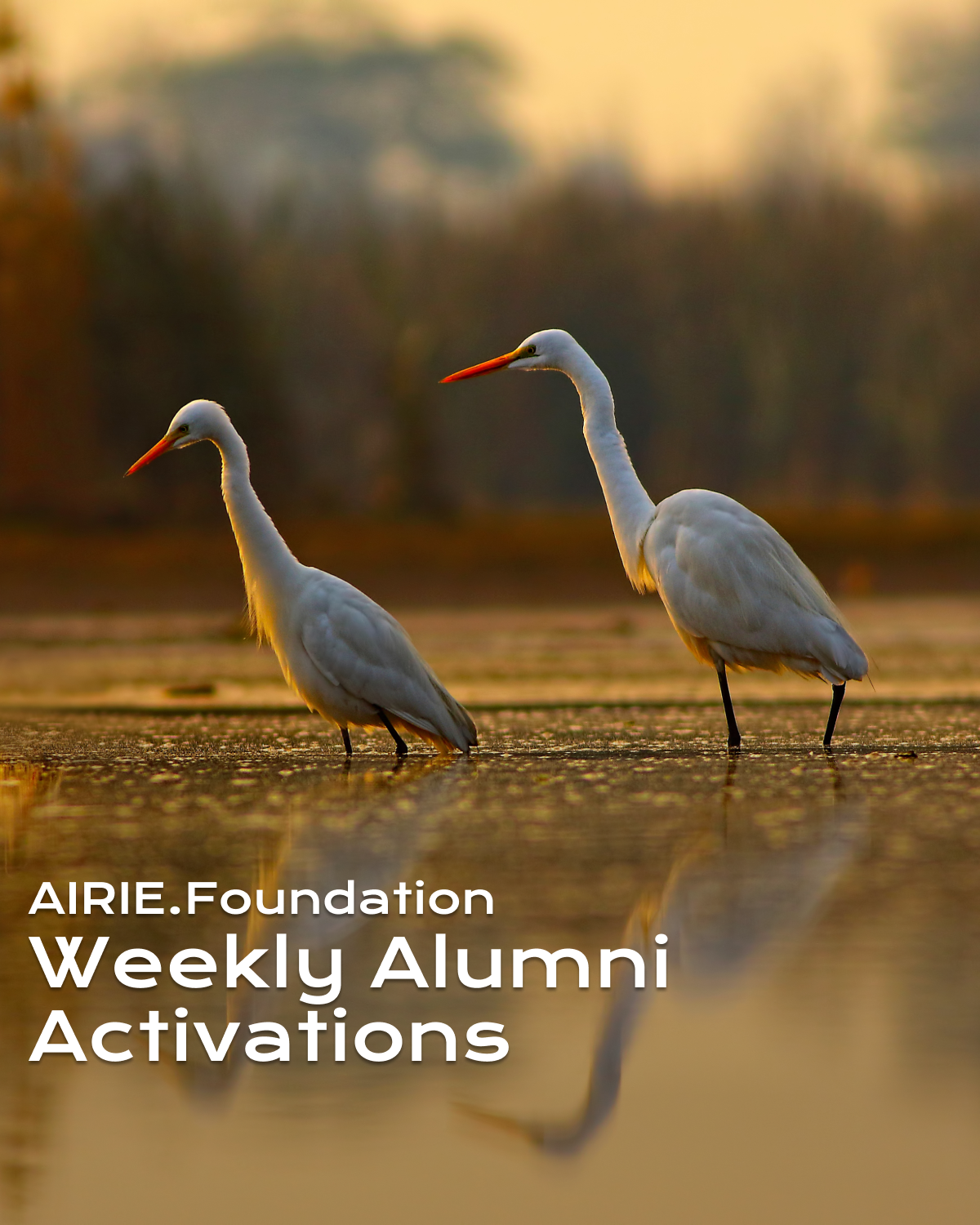 AIRIE.Foundation Alumni Activations 