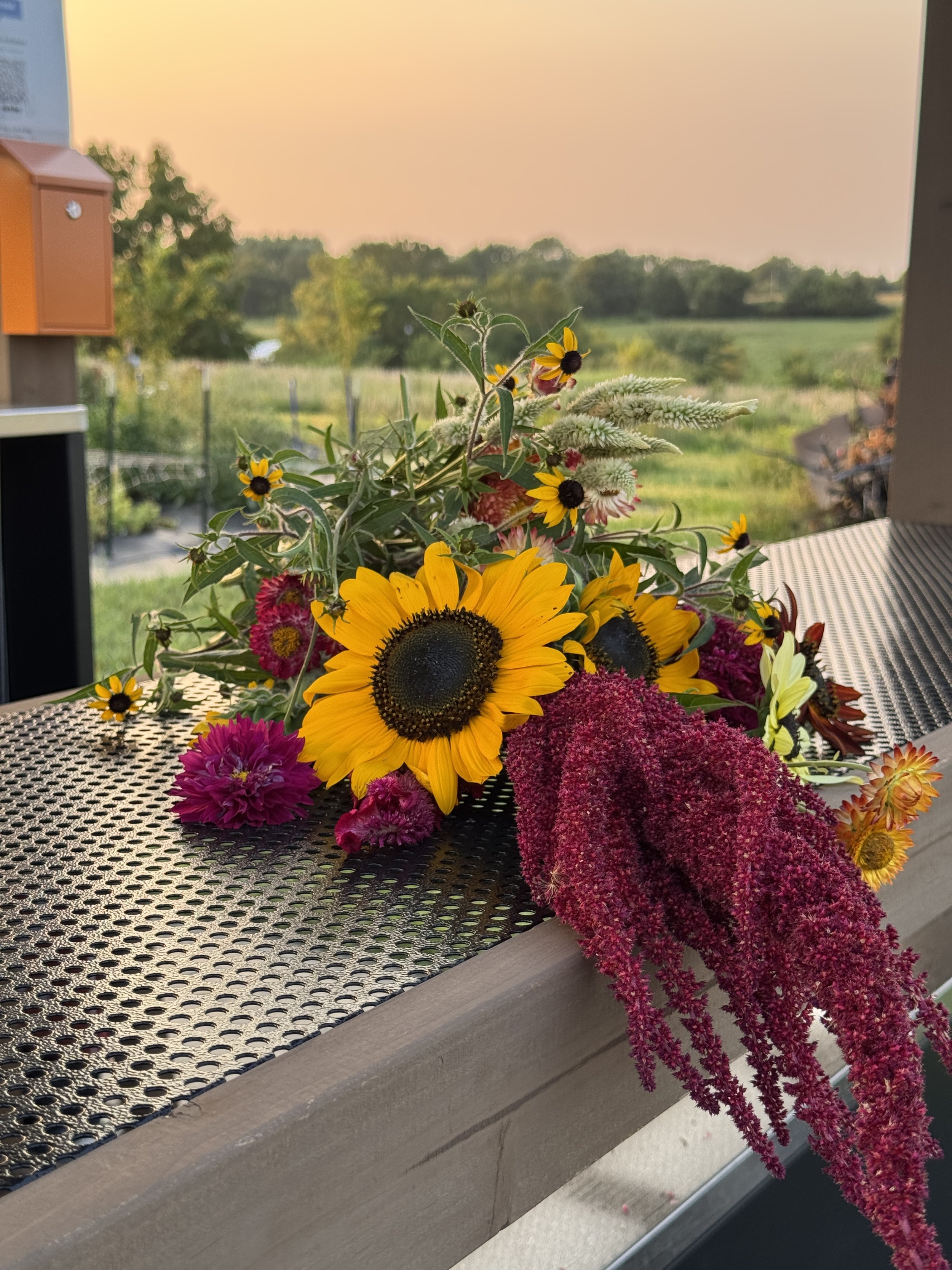 A bouquet of flowers with sunflowers, pink zinnias, and red amaranthus on the flower stand counter during sunset with the rural Crimson Ridge Flower Farm landscape in the background.