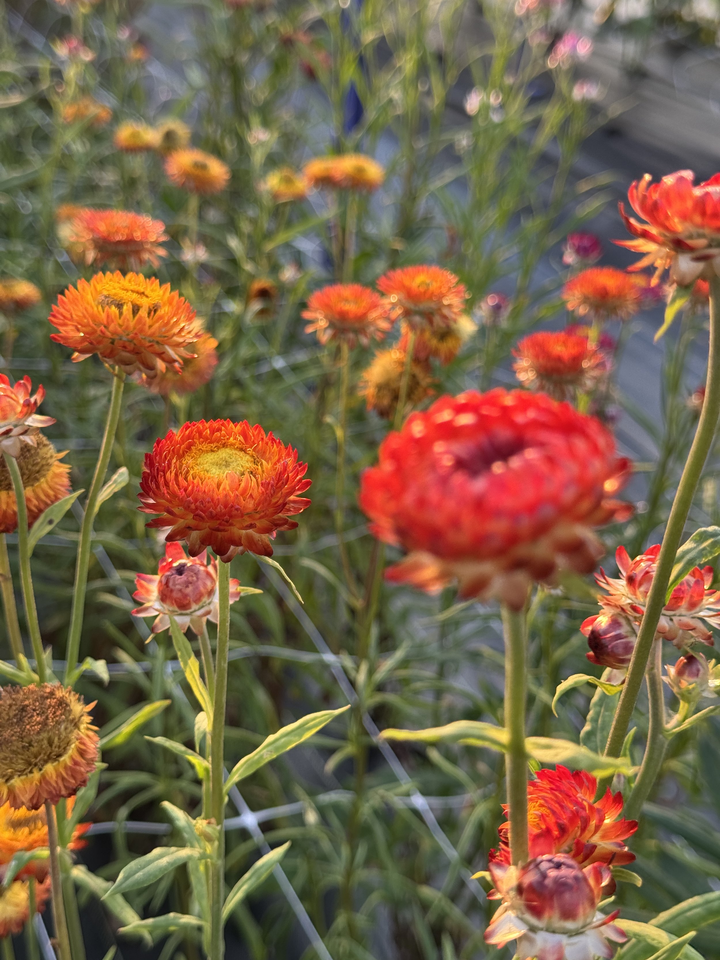 Close-up of red and orange strawflowers at the Crimson Ridge Flower Farm.