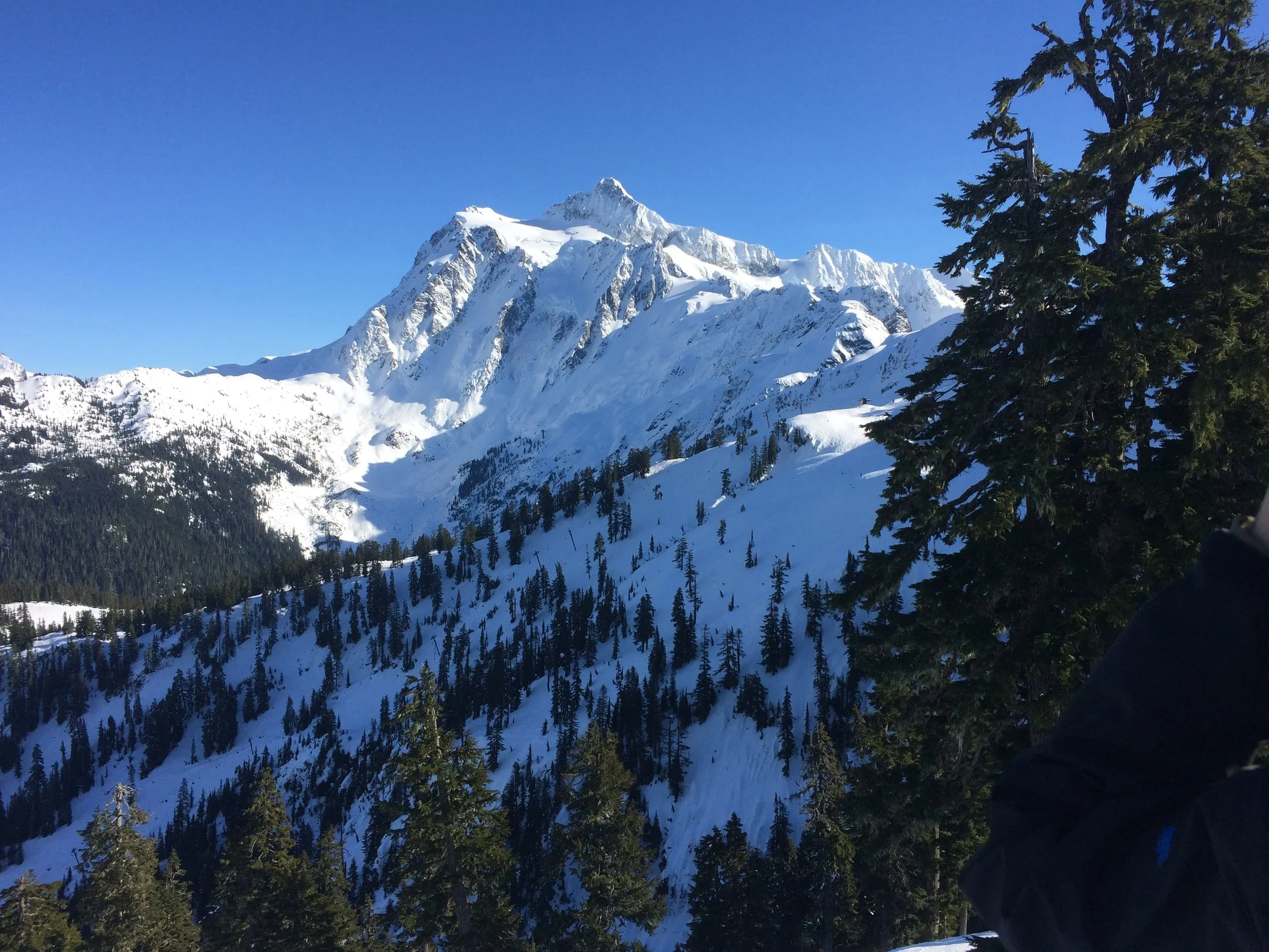 Snow-covered mountain peaks with evergreen trees at the base under a clear blue sky.
