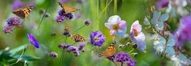 A vibrant garden scene with purple, white, and pink flowers and several orange and black butterflies.