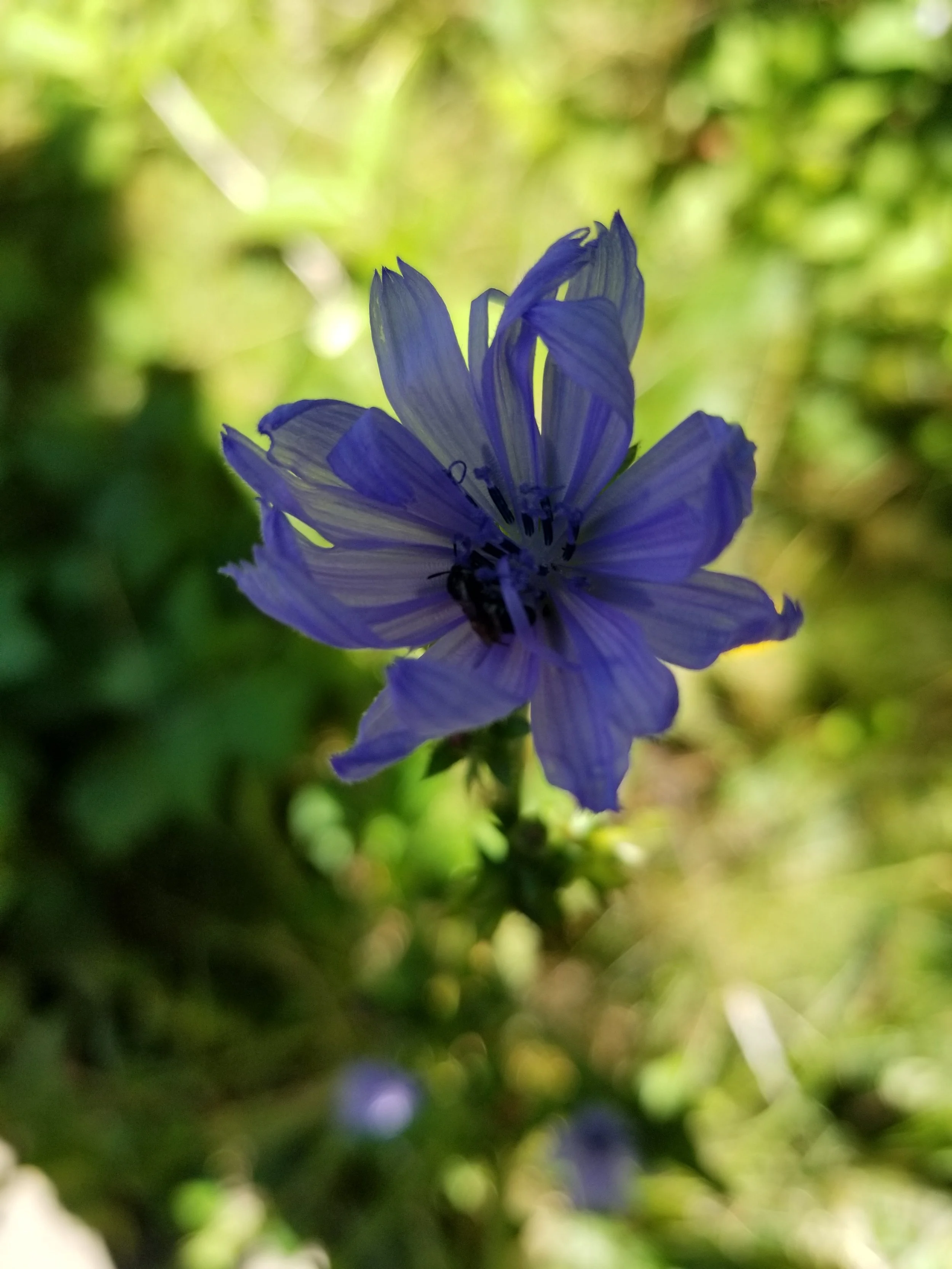 Close-up of a purple wildflower with a bee collecting nectar amidst green background
