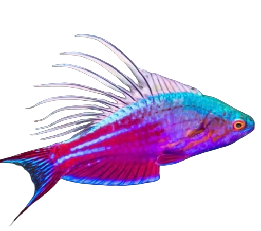 Galveston Reef Society