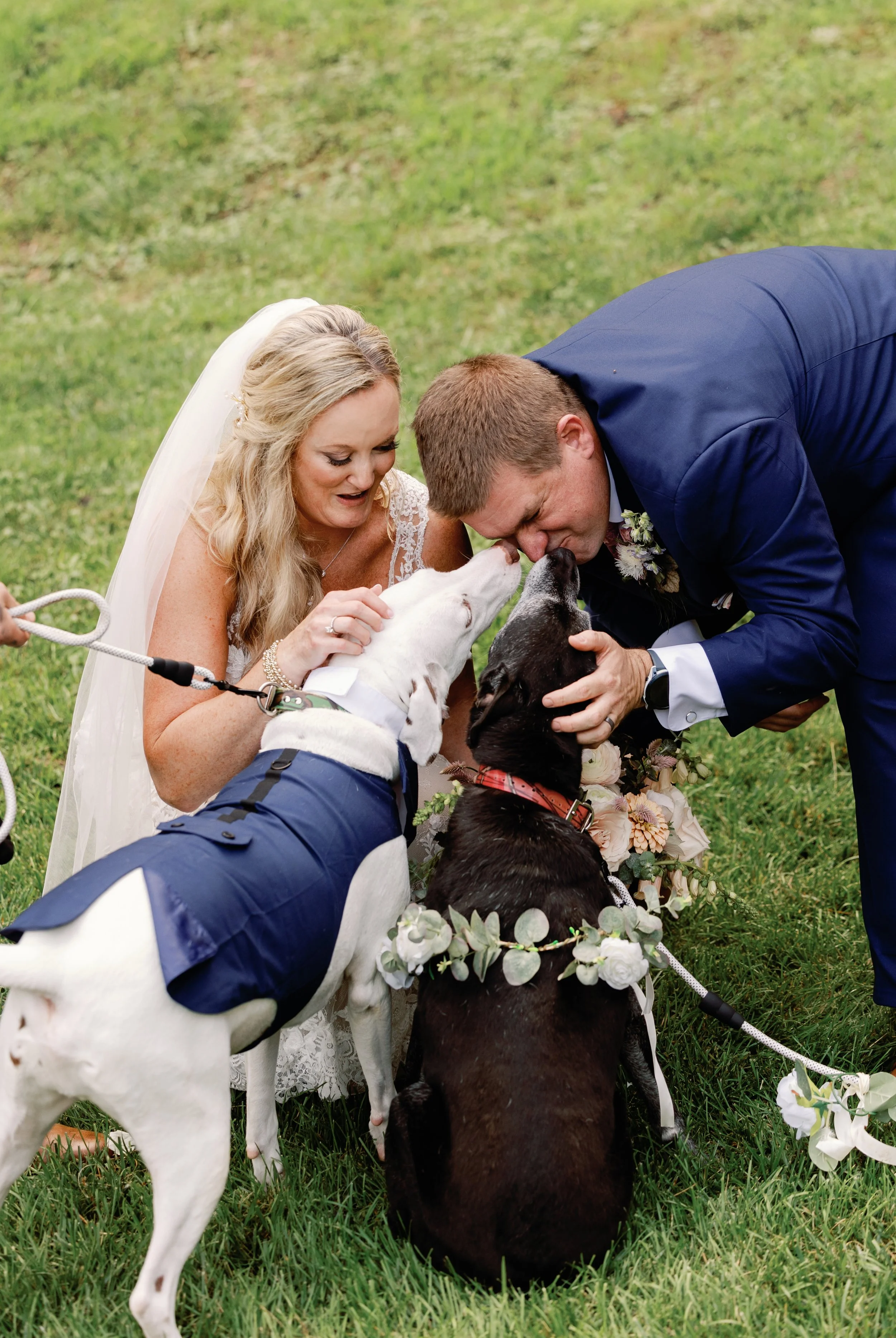 Bride and groom dressed in wedding attire leaning over two dogs, one black and one white, dressed in wedding clothes and adorned with flowers, as they gently touch noses in an outdoor setting with grass.