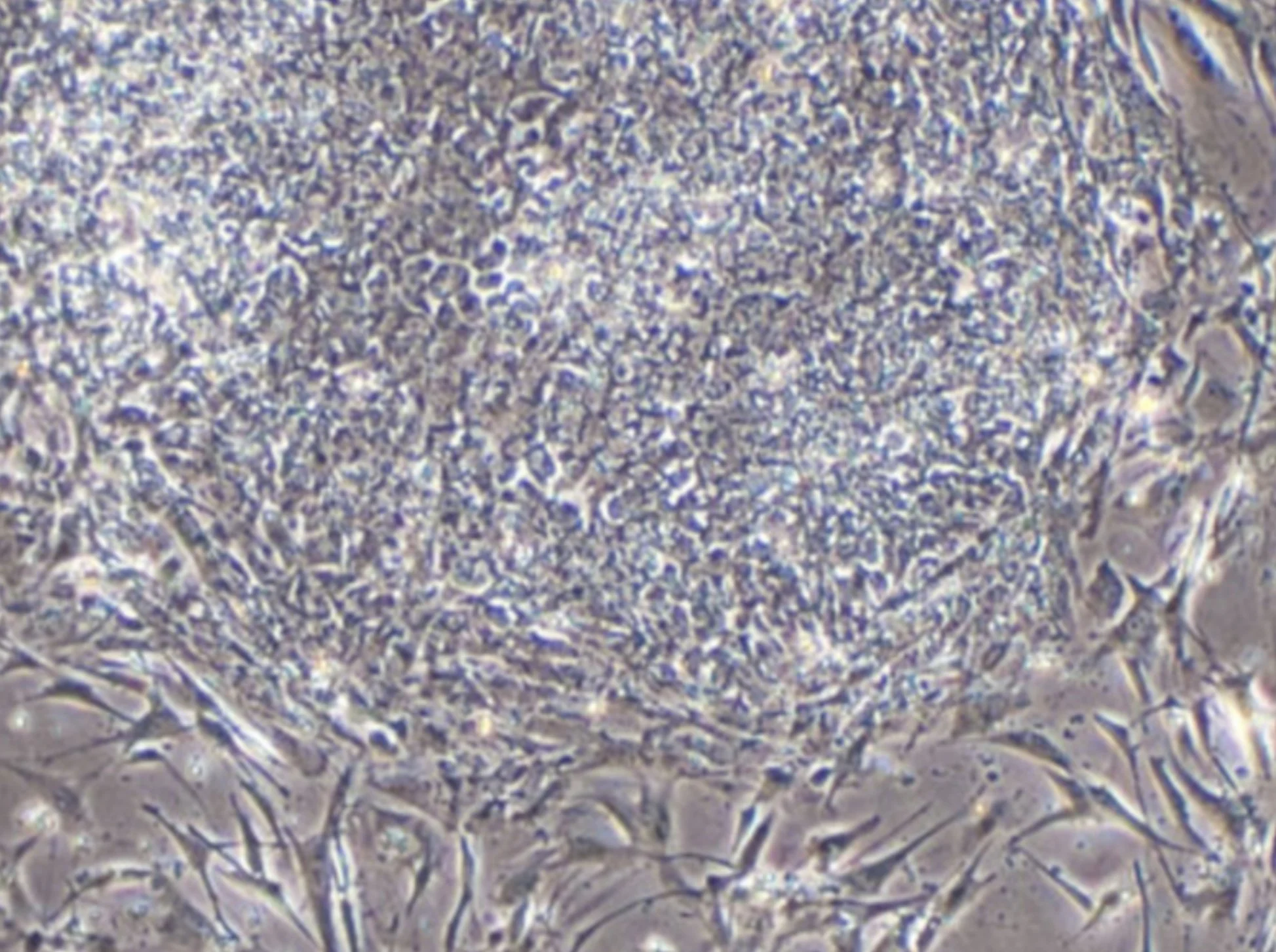 MUSE Cells: Nature’s Built-In Repair Cells