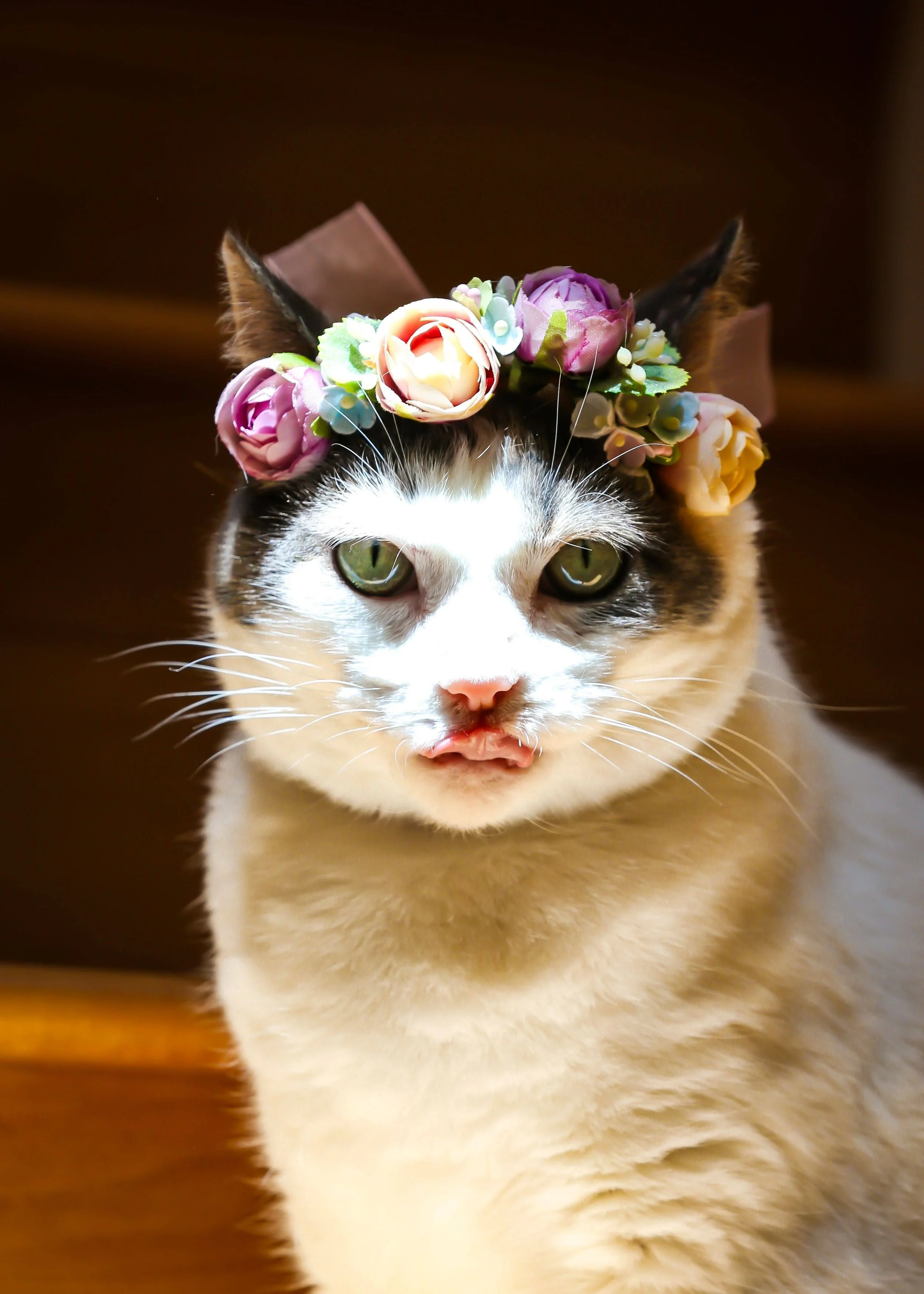 A cat wearing a flower crown with pink, purple, and cream flowers and a brown bow. The cat has white and black fur, green eyes, and appears to be making a face with its mouth slightly open.