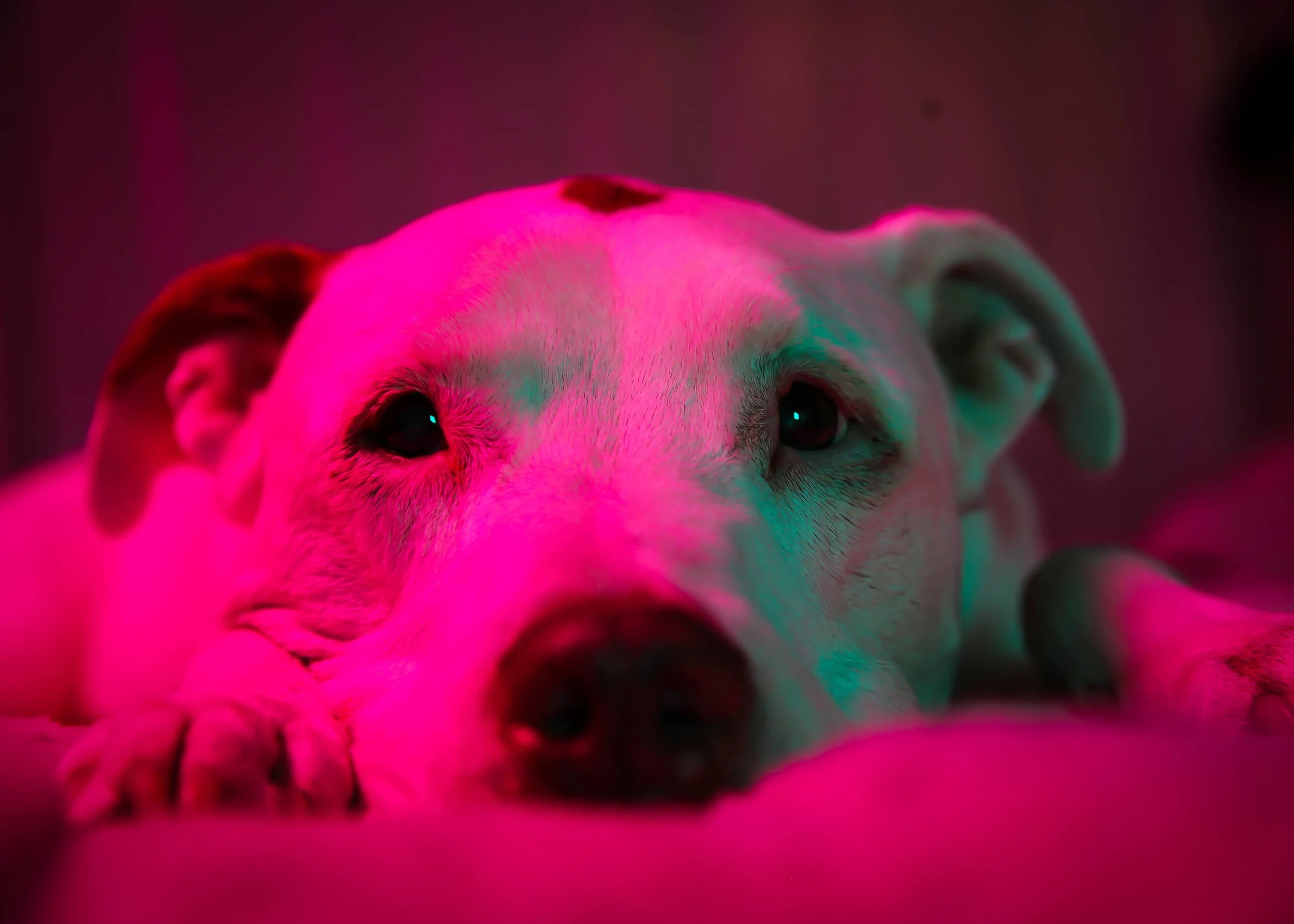 Close-up of a white dog lying down with pink and green lighting.
